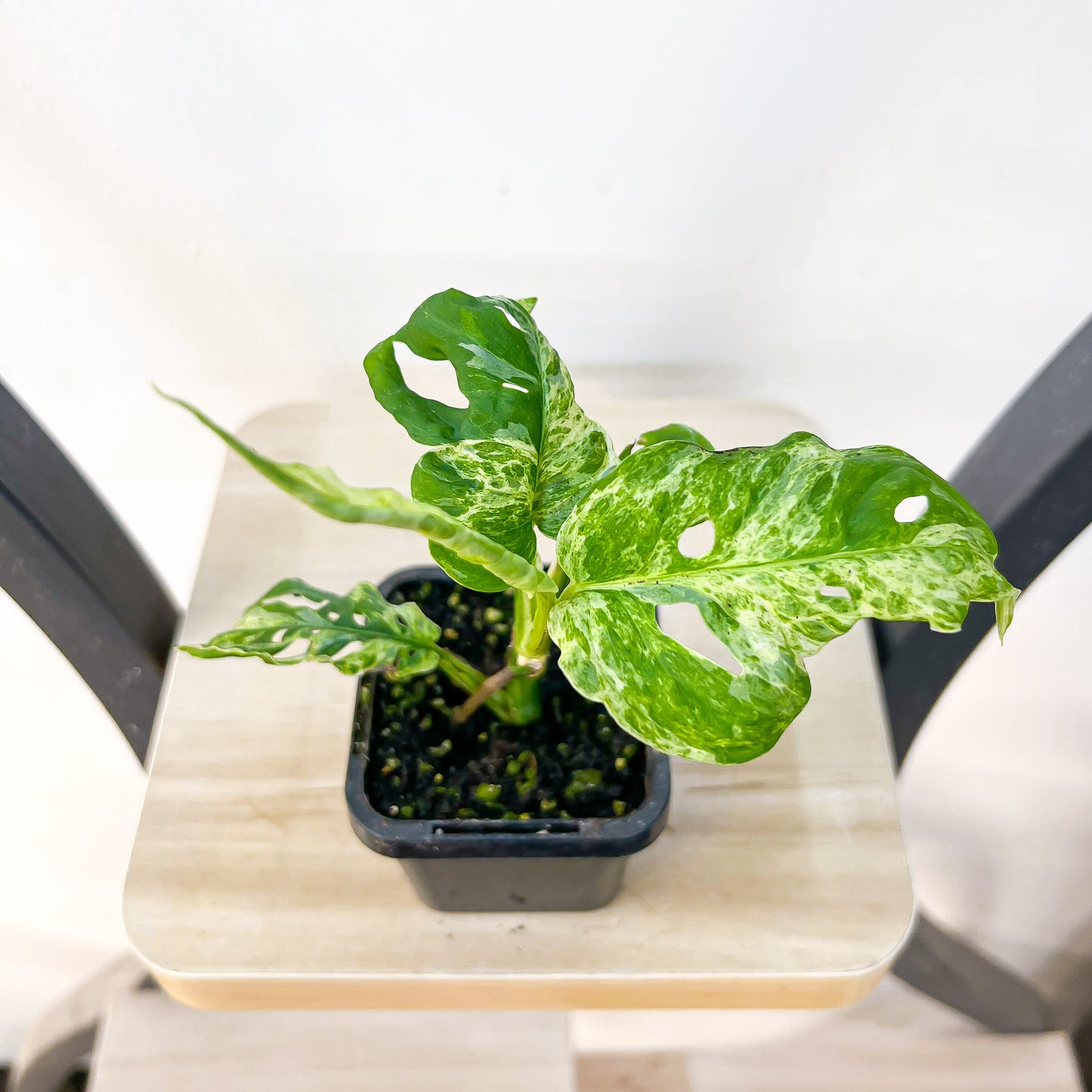 Monstera Adansonii Mint Variegated | The Plant Boys