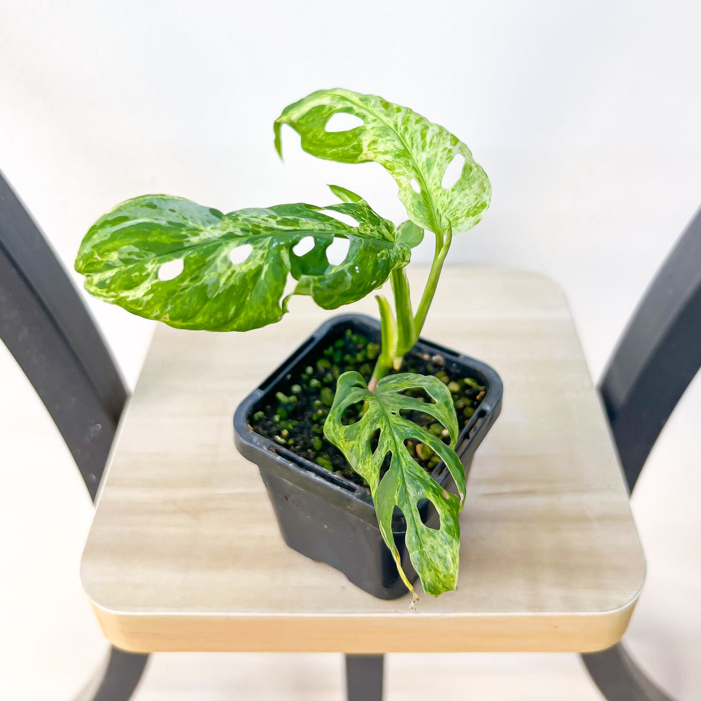 Monstera Adansonii Mint Variegated | The Plant Boys