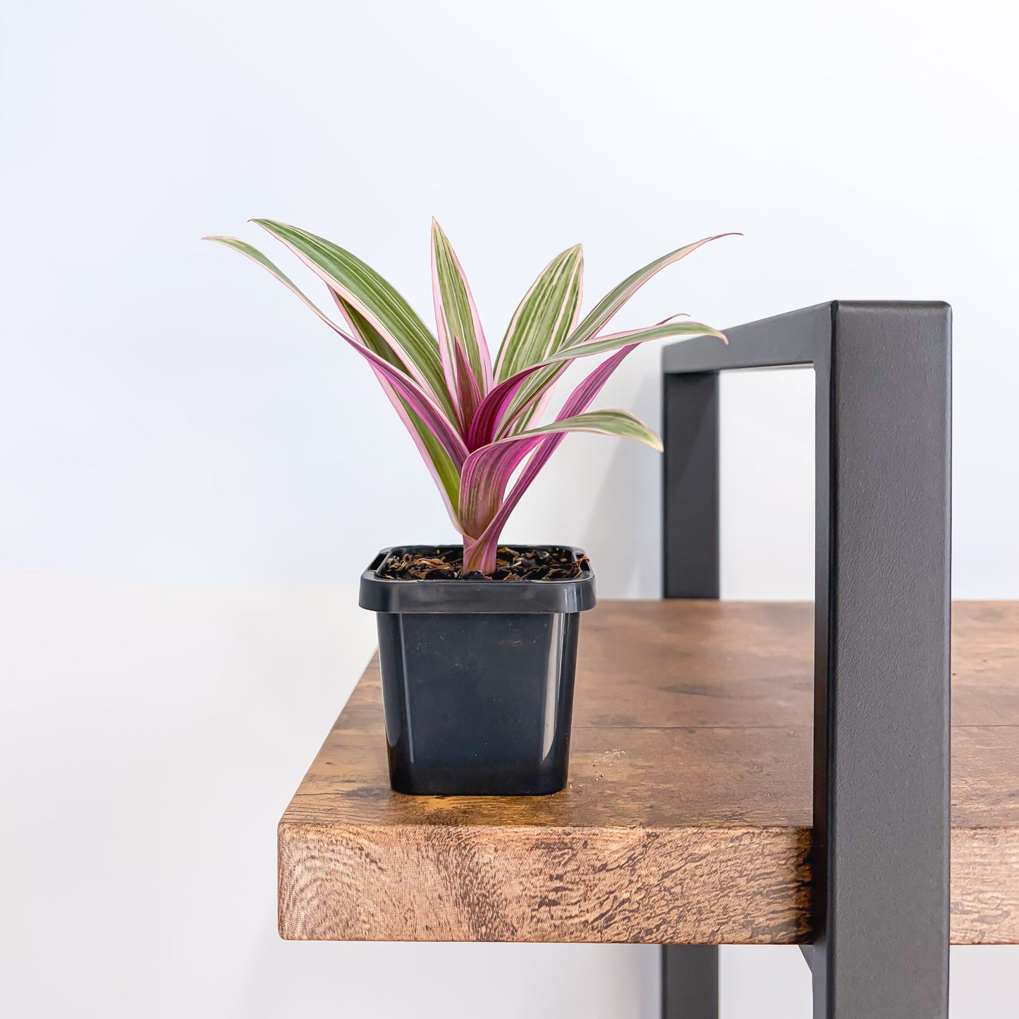 Tradescantia Spathacea Tricolour | The Plant Boys