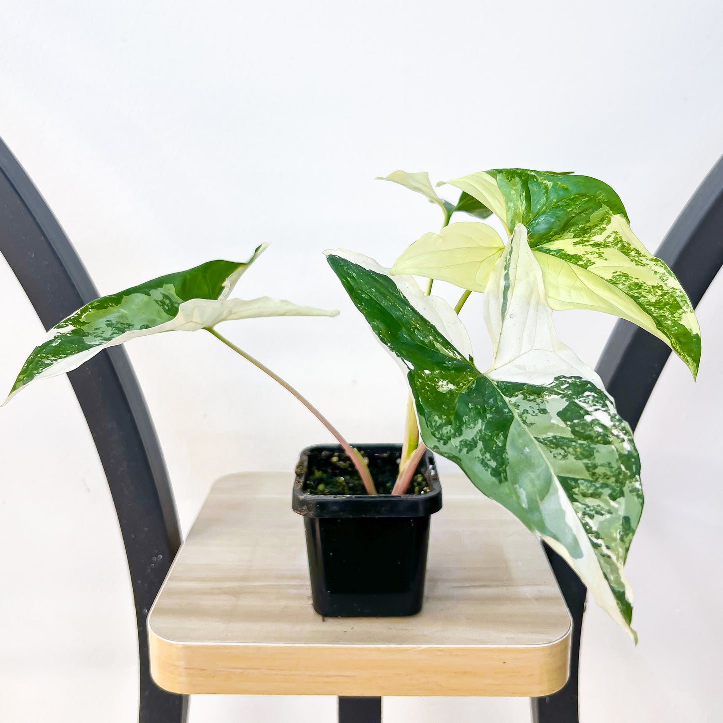 Syngonium Fantasy | The Plant Boys