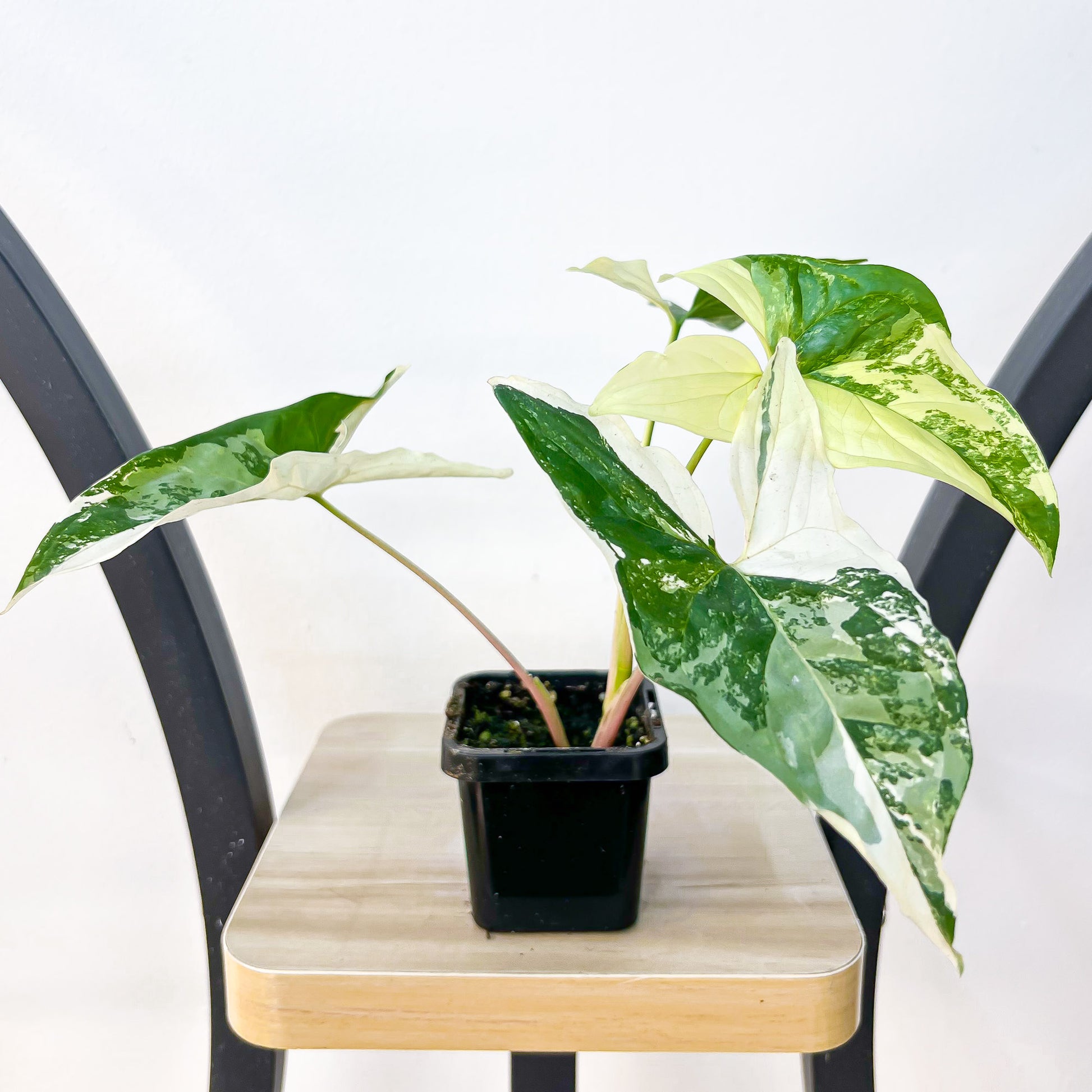 Syngonium Fantasy | The Plant Boys