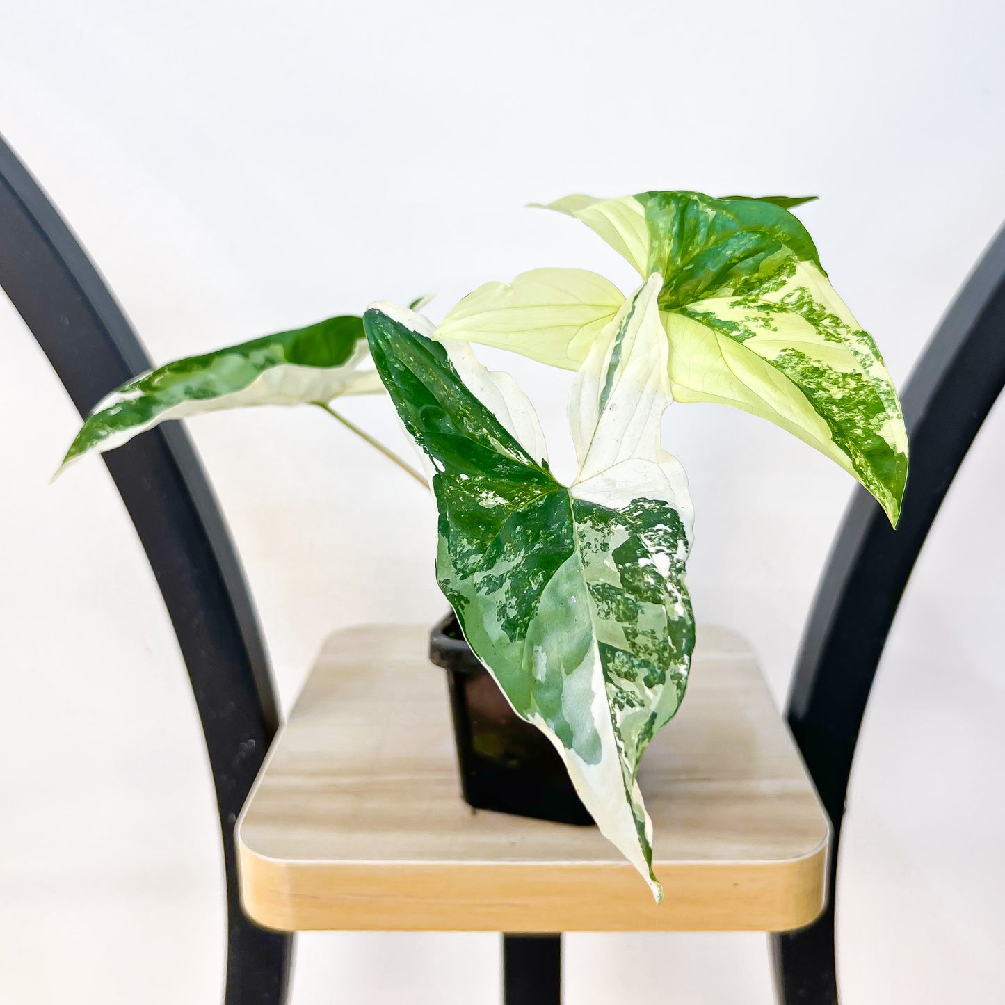 Syngonium Fantasy | The Plant Boys