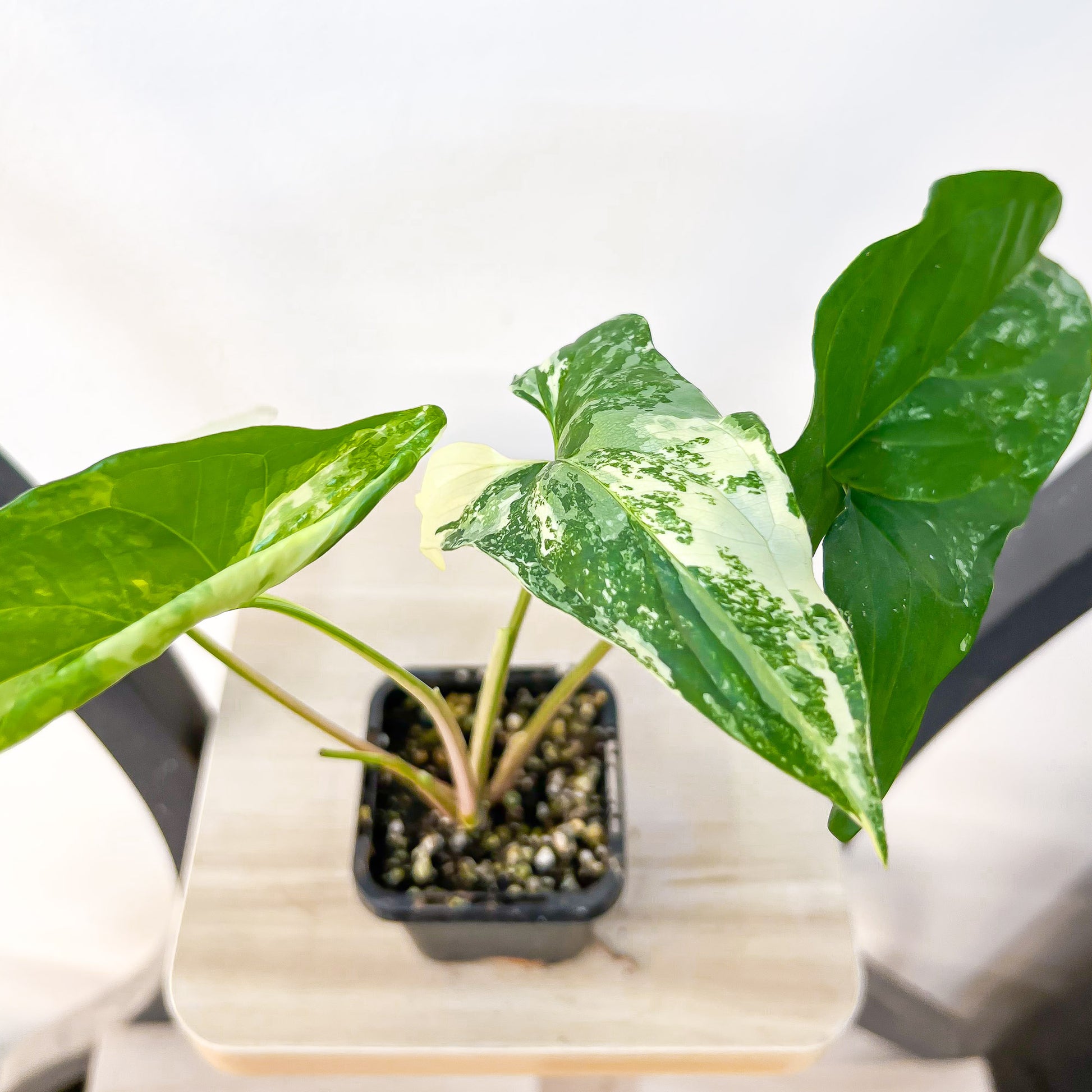 Syngonium Fantasy | The Plant Boys