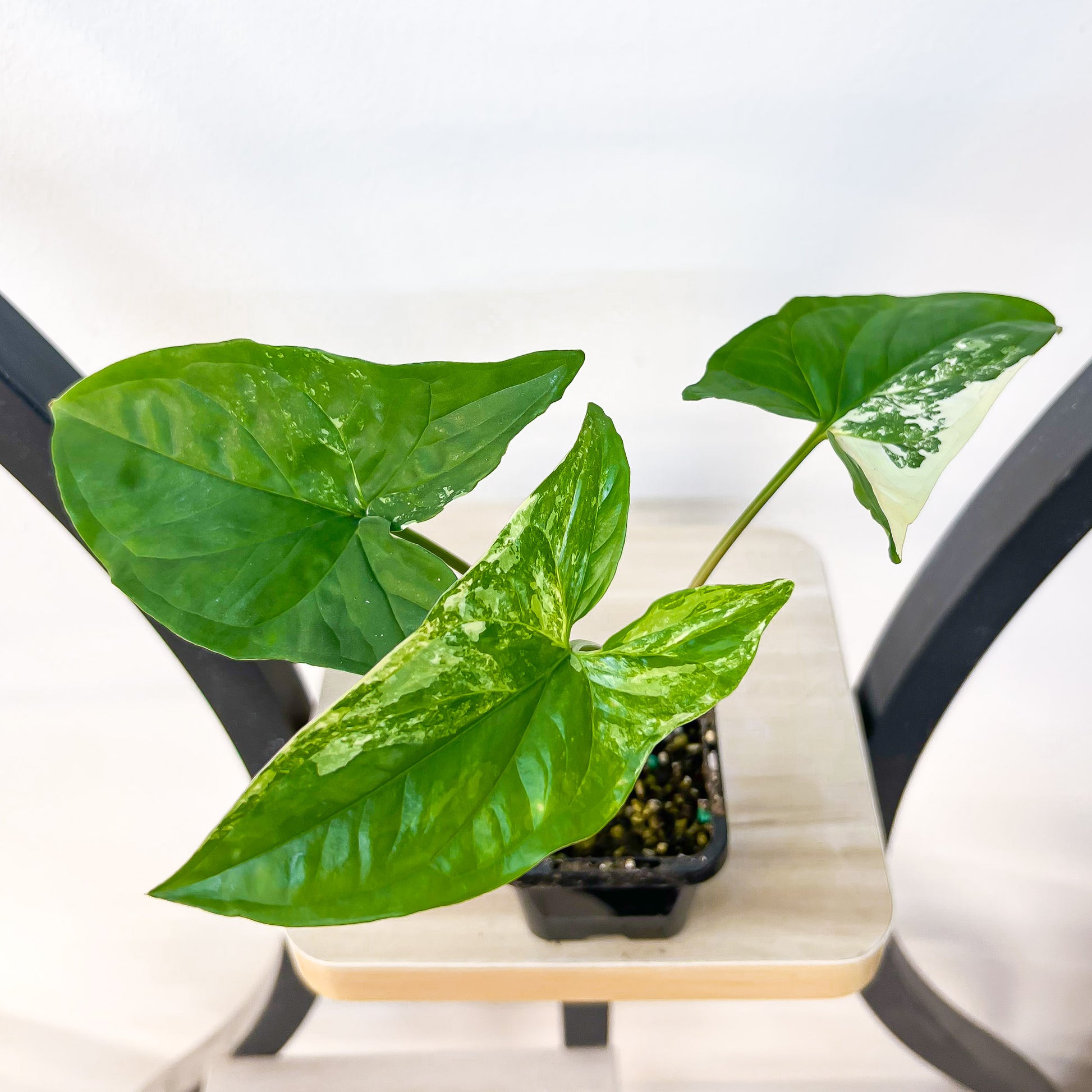 Syngonium Fantasy | The Plant Boys