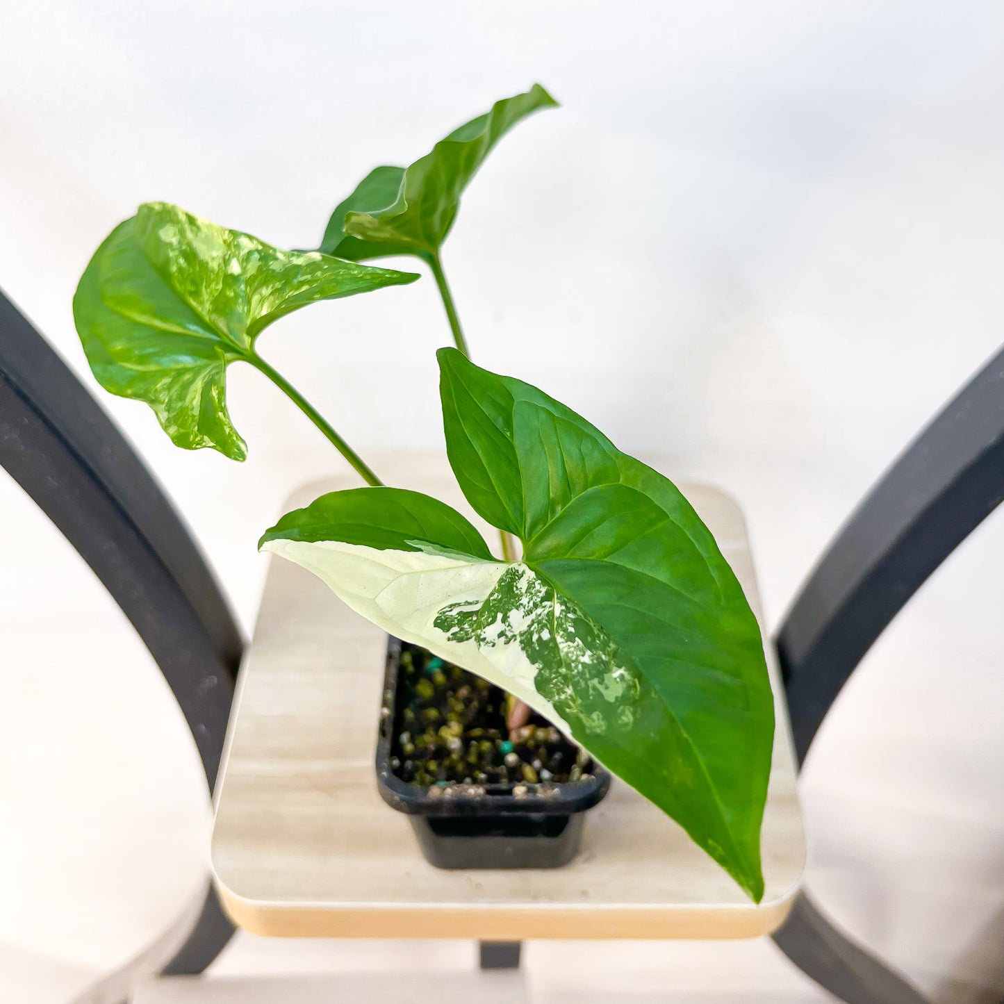 Syngonium Fantasy | The Plant Boys