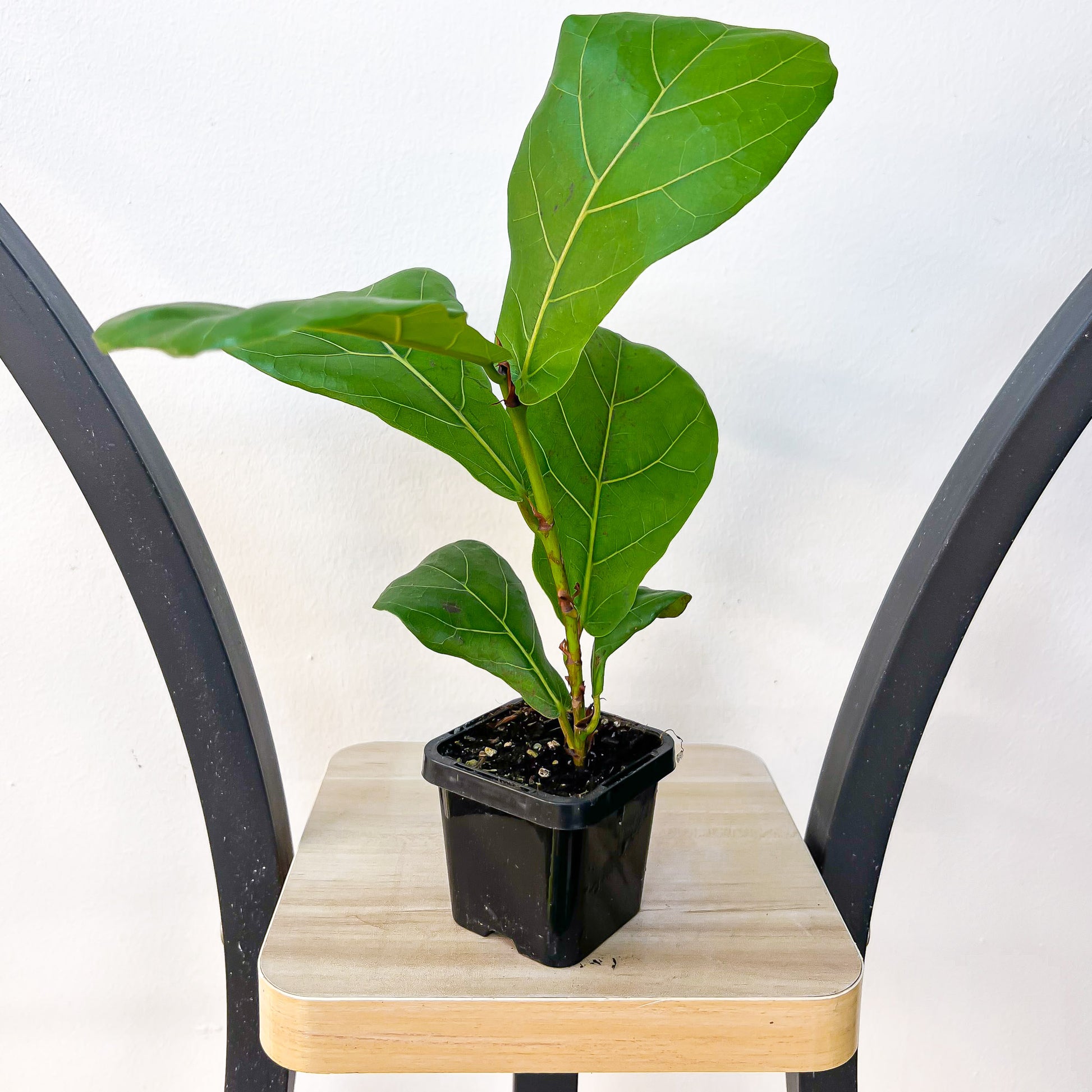 Ficus Lyrata Fiddle Leaf Fig | The Plant Boys