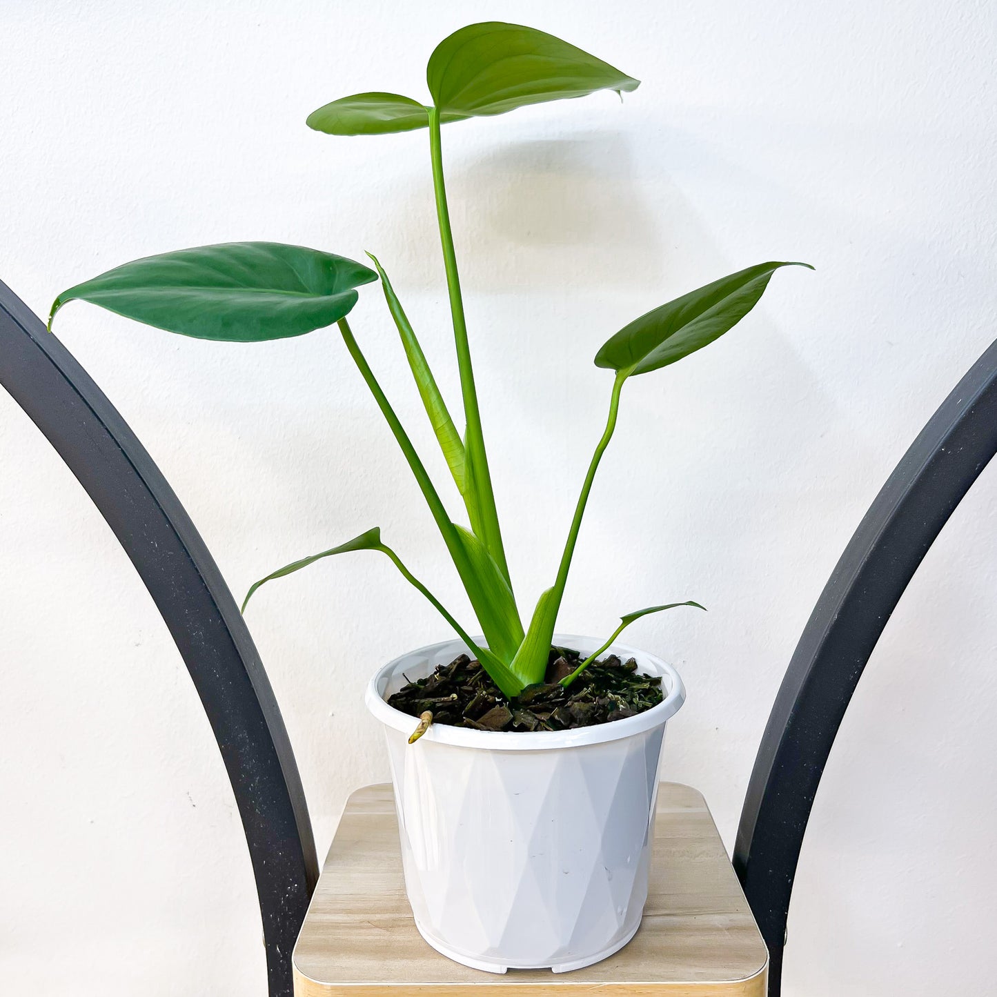 Monstera Deliciosa | The Plant Boys