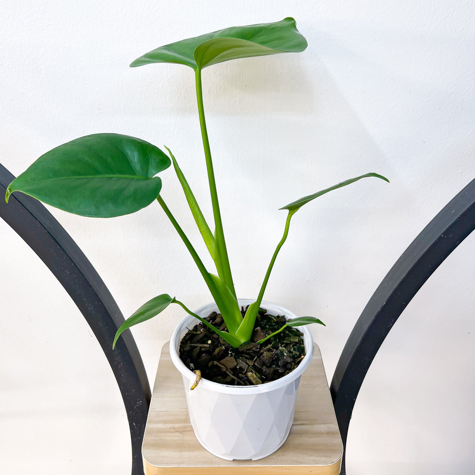 Monstera Deliciosa | The Plant Boys