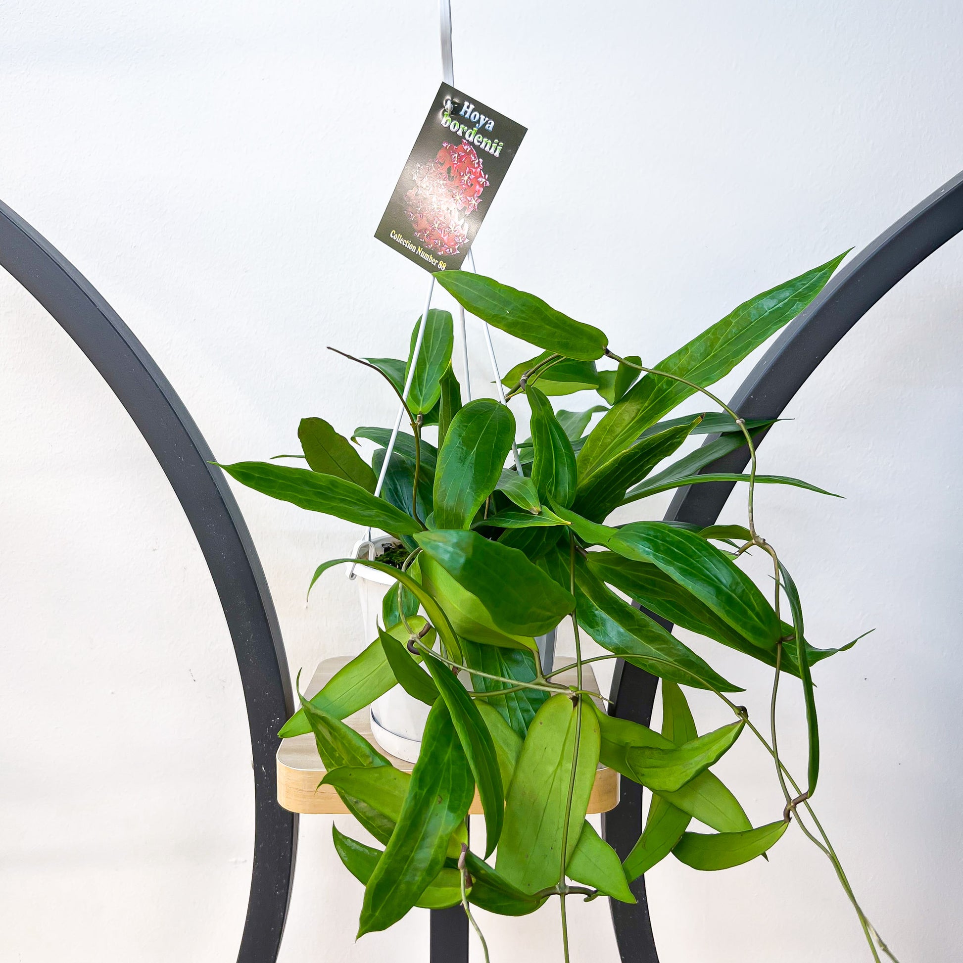 Hoya Bordenii | The Plant Boys