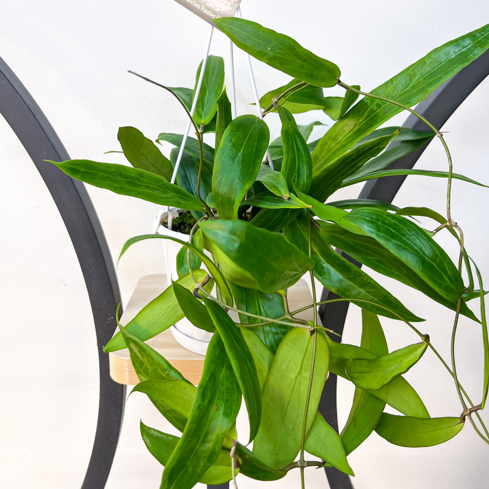 Hoya Bordenii | The Plant Boys