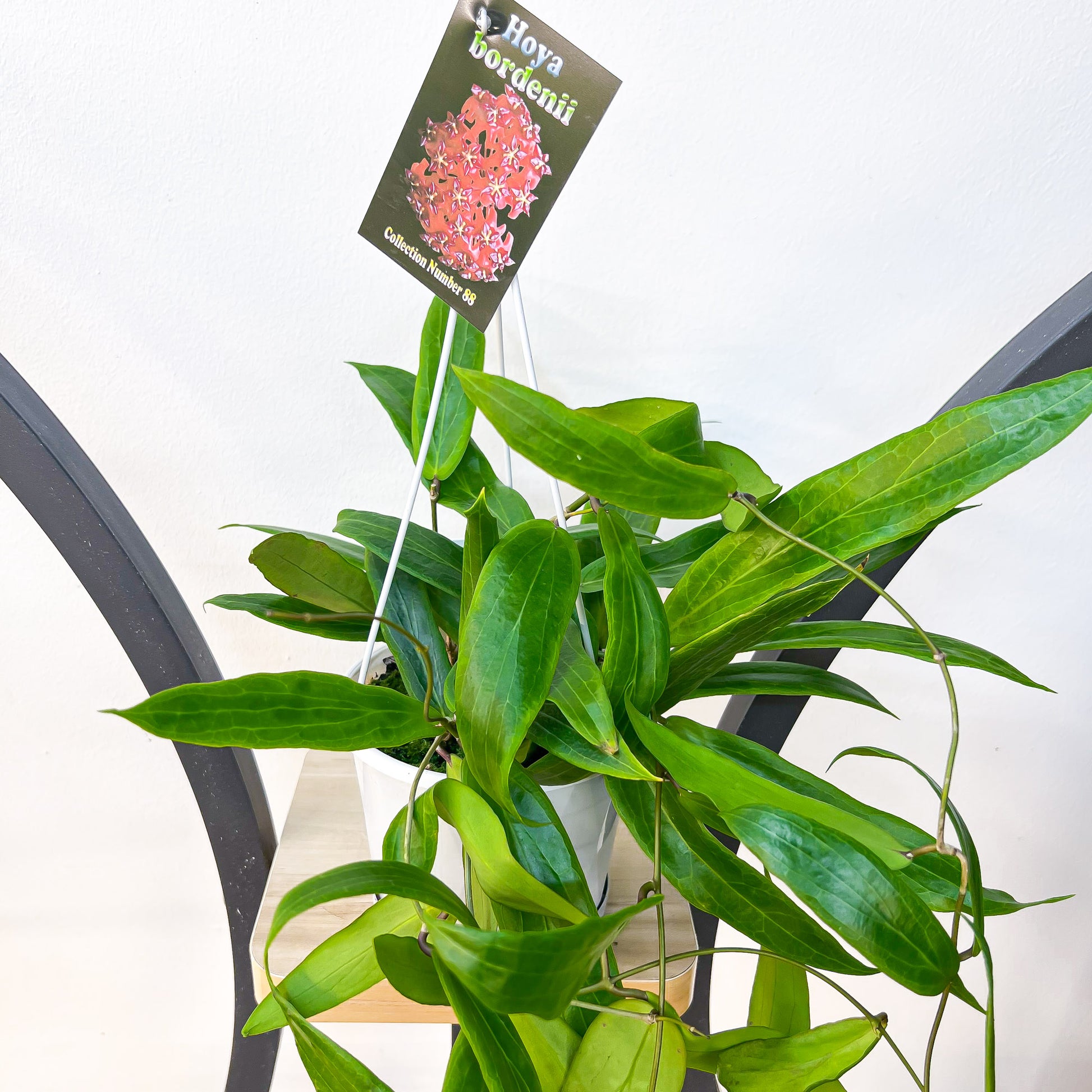 Hoya Bordenii | The Plant Boys