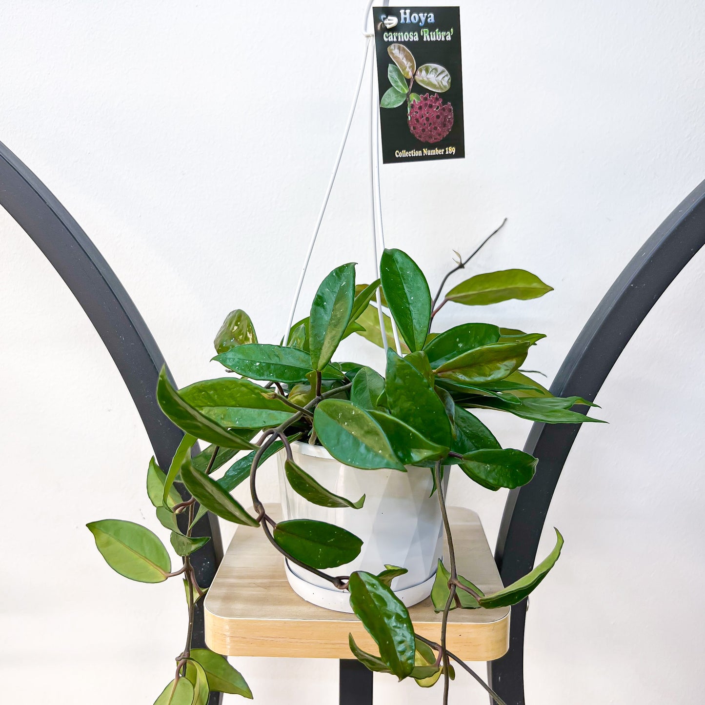 Hoya Carnosa Rubra | The Plant Boys