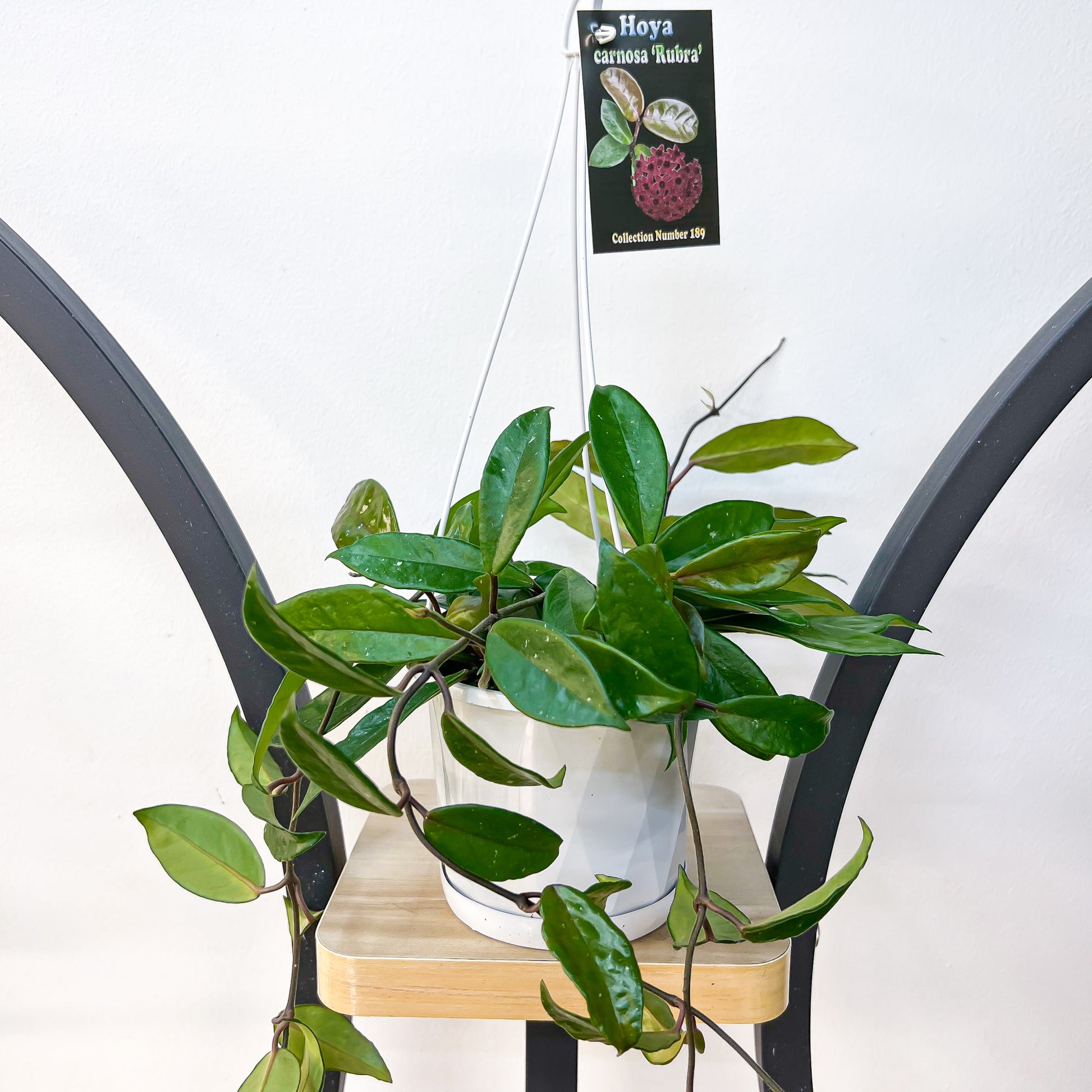 Hoya Carnosa Rubra | The Plant Boys