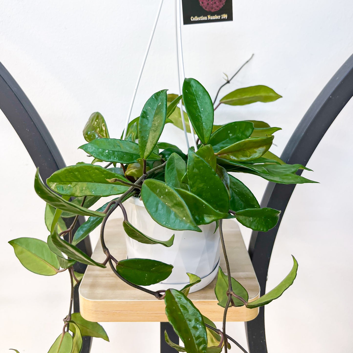 Hoya Carnosa Rubra | The Plant Boys