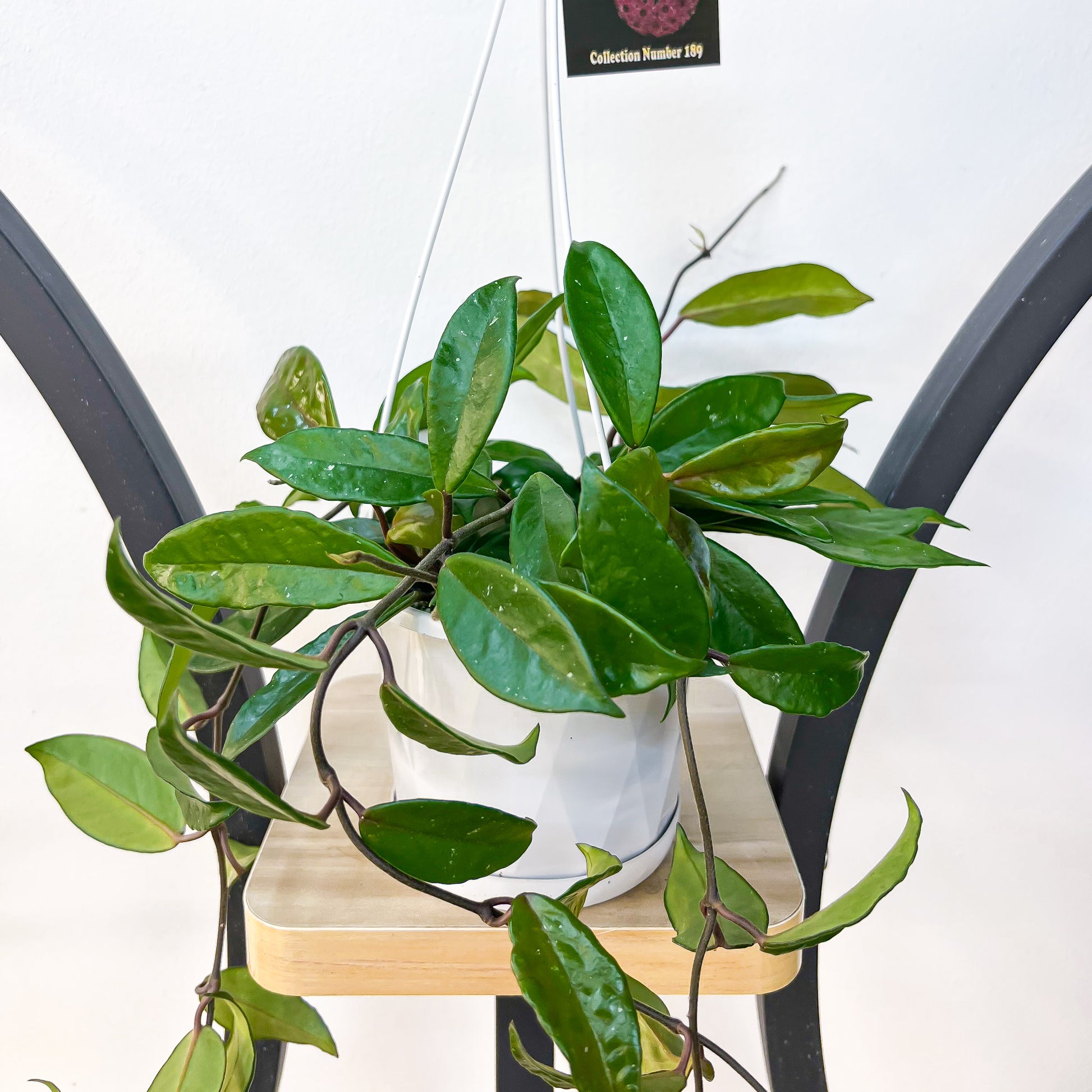 Hoya Carnosa Rubra | The Plant Boys