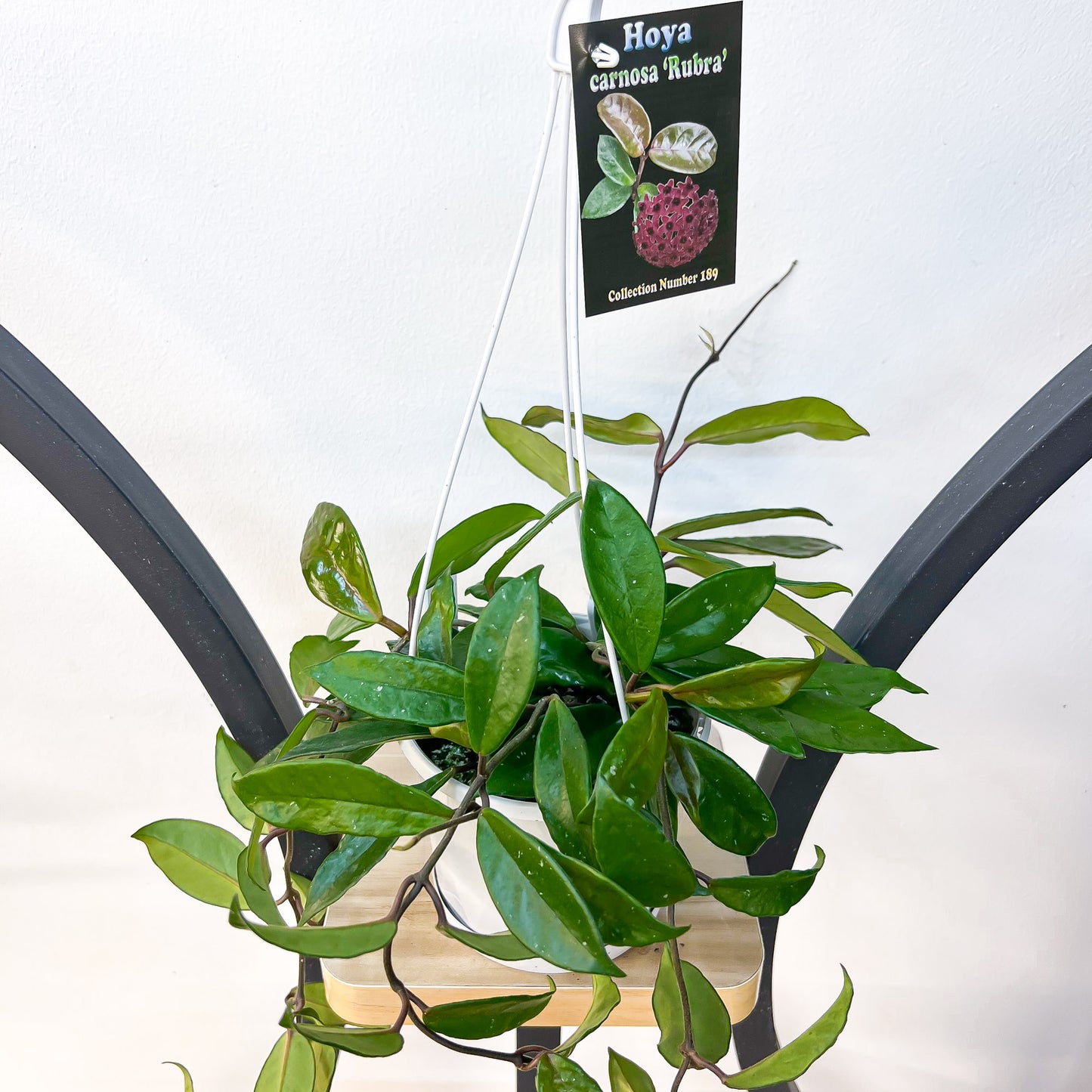 Hoya Carnosa Rubra | The Plant Boys