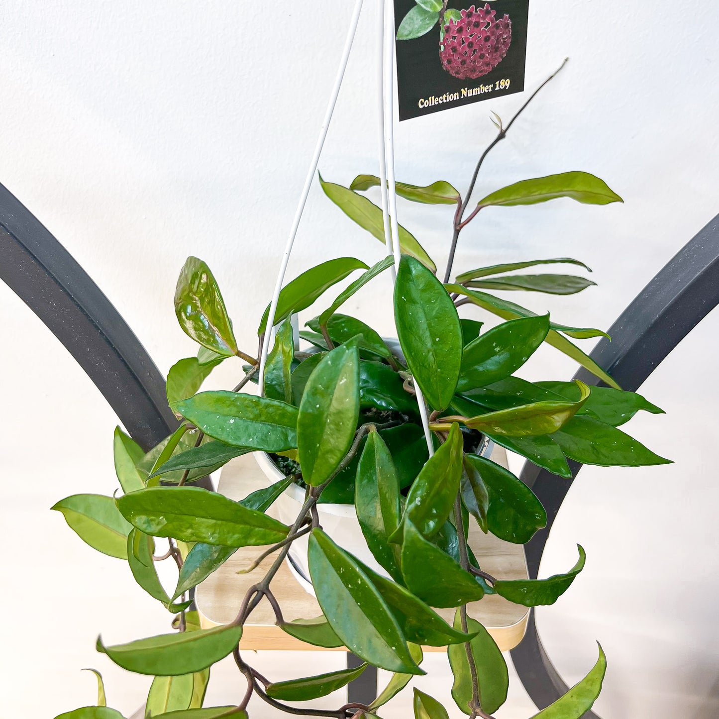 Hoya Carnosa Rubra | The Plant Boys