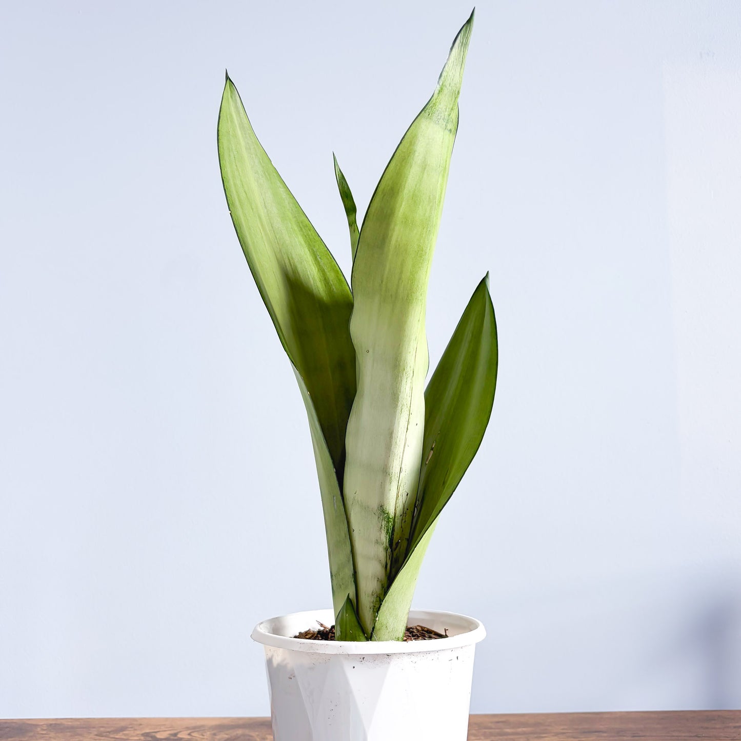 Sansevieria Moonshine | The Plant Boys