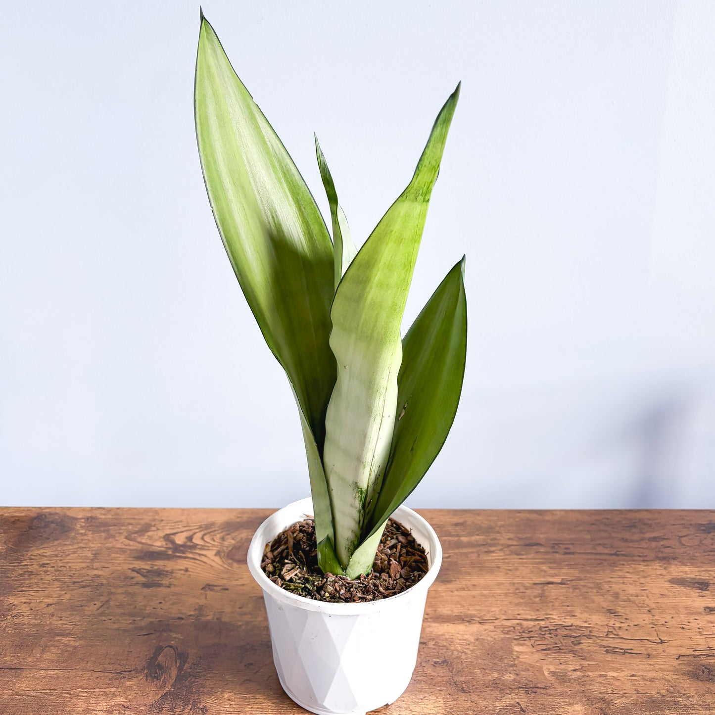 Sansevieria Moonshine | The Plant Boys