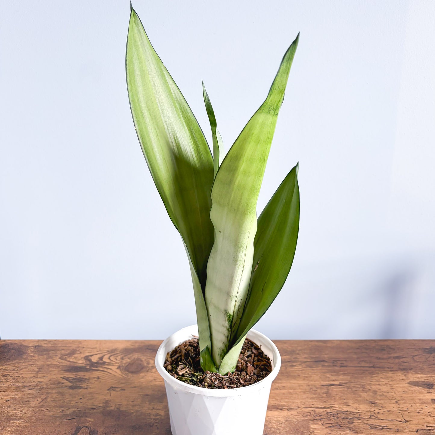 Sansevieria Moonshine | The Plant Boys