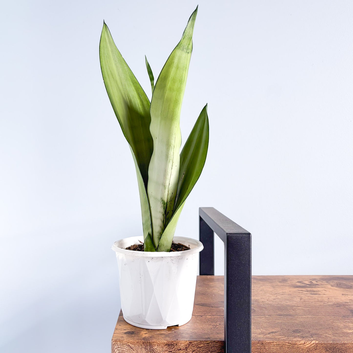 Sansevieria Moonshine | The Plant Boys