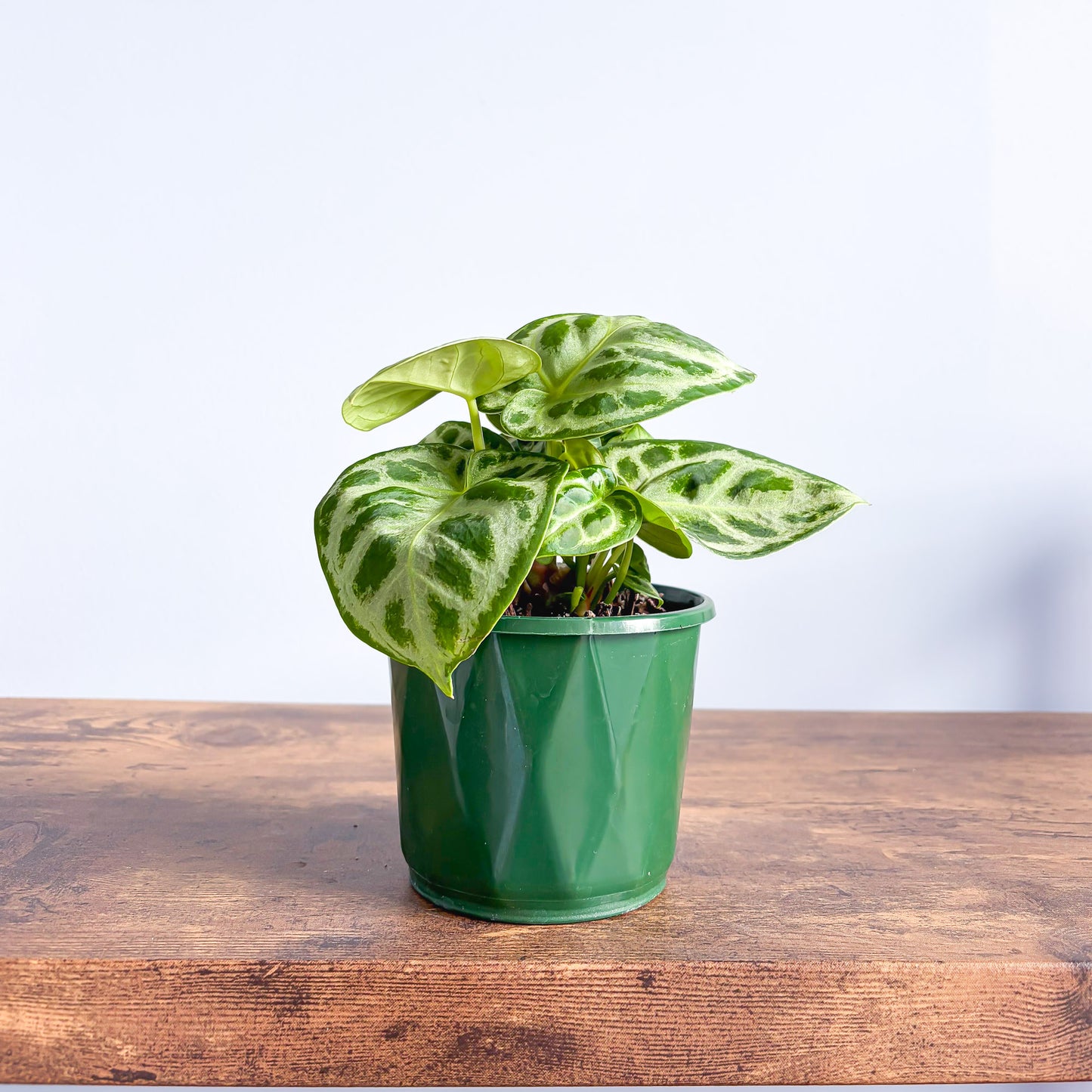 Anthurium Dorayaki | The Plant Boys