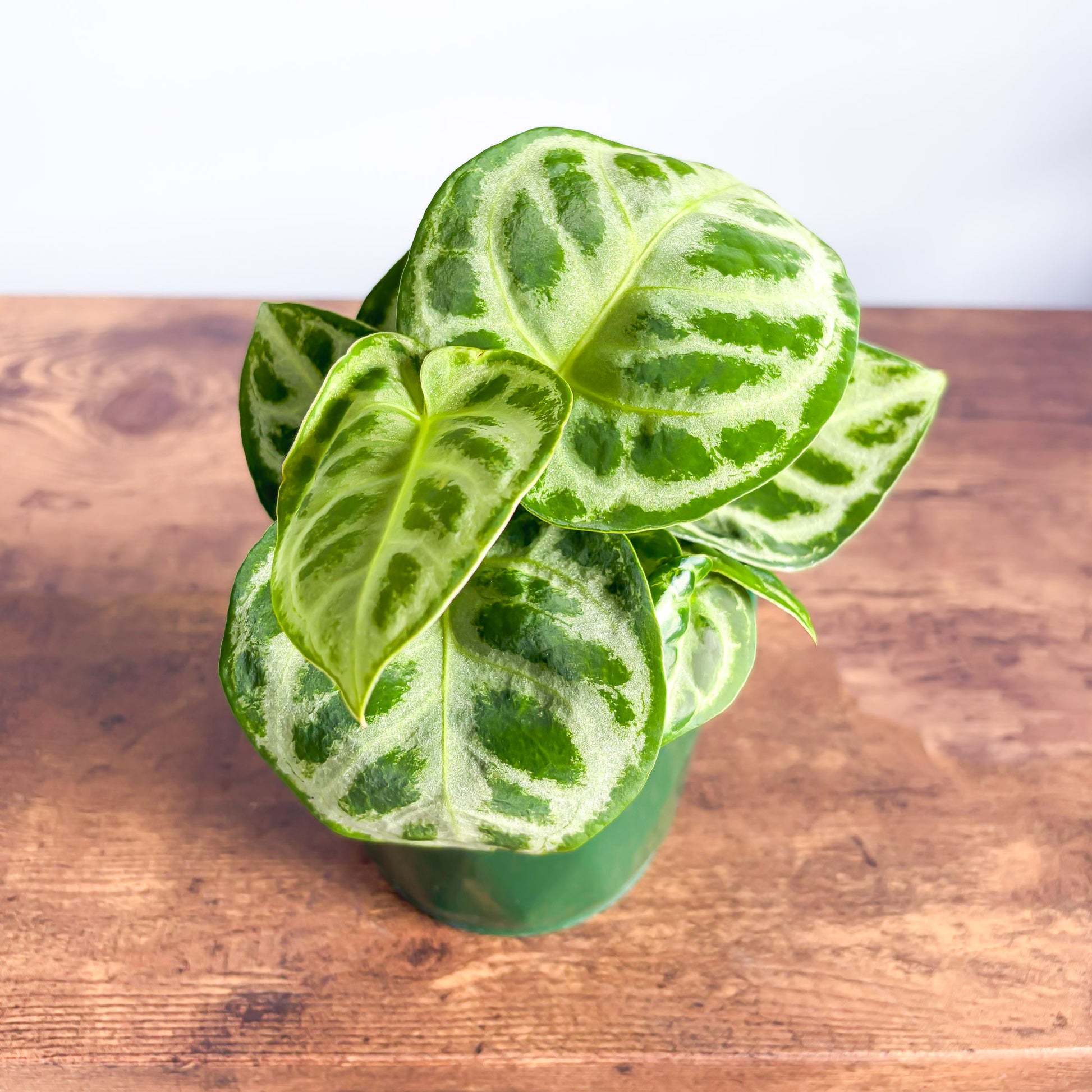 Anthurium Dorayaki | The Plant Boys