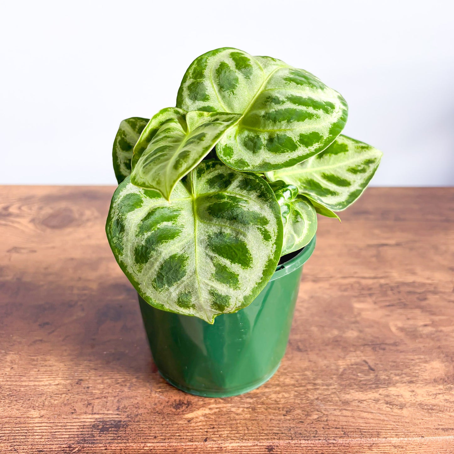 Anthurium Dorayaki | The Plant Boys