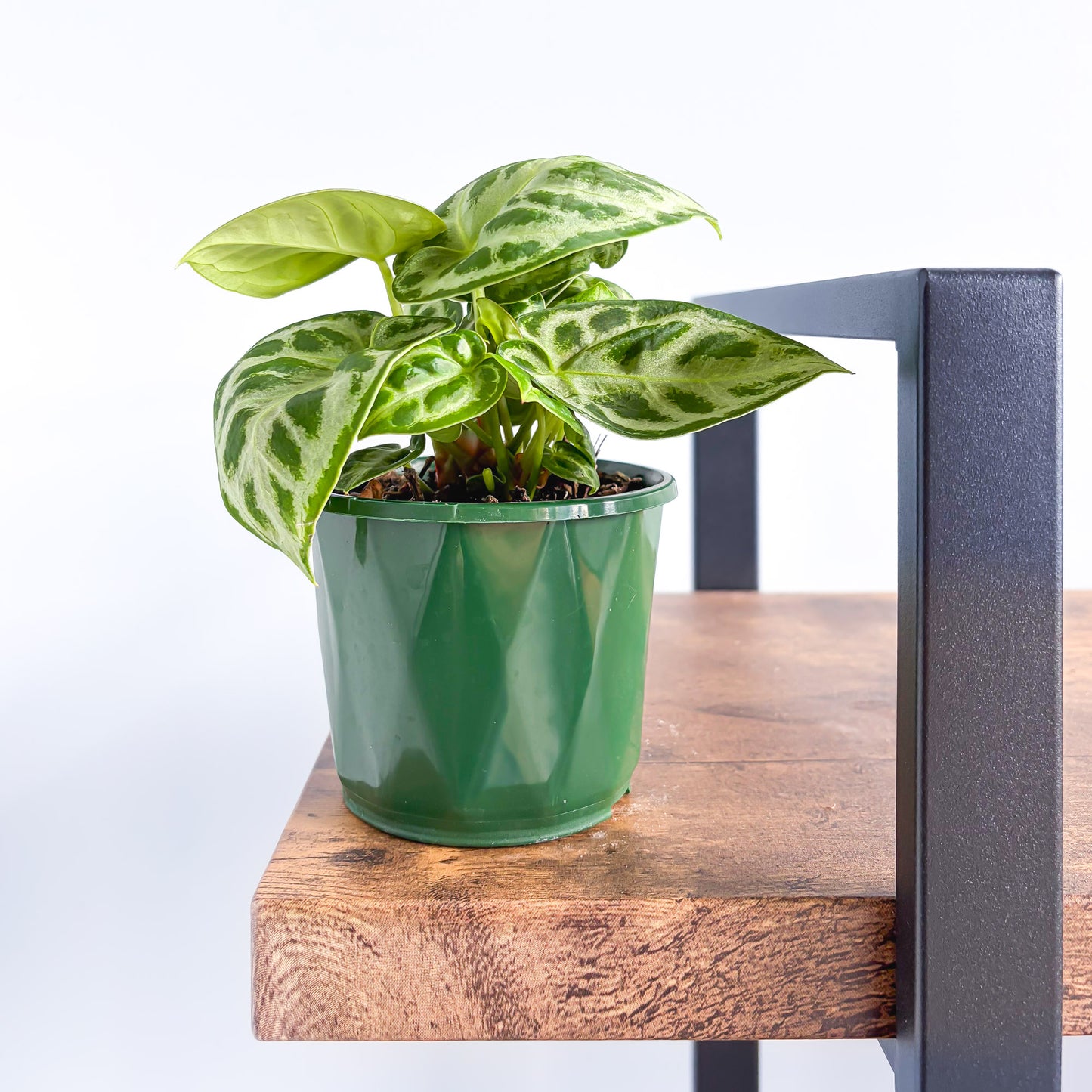Anthurium Dorayaki | The Plant Boys