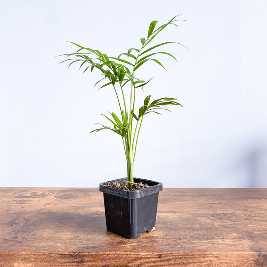 Chamaedorea Elegans Parlour Palm | The Plant Boys