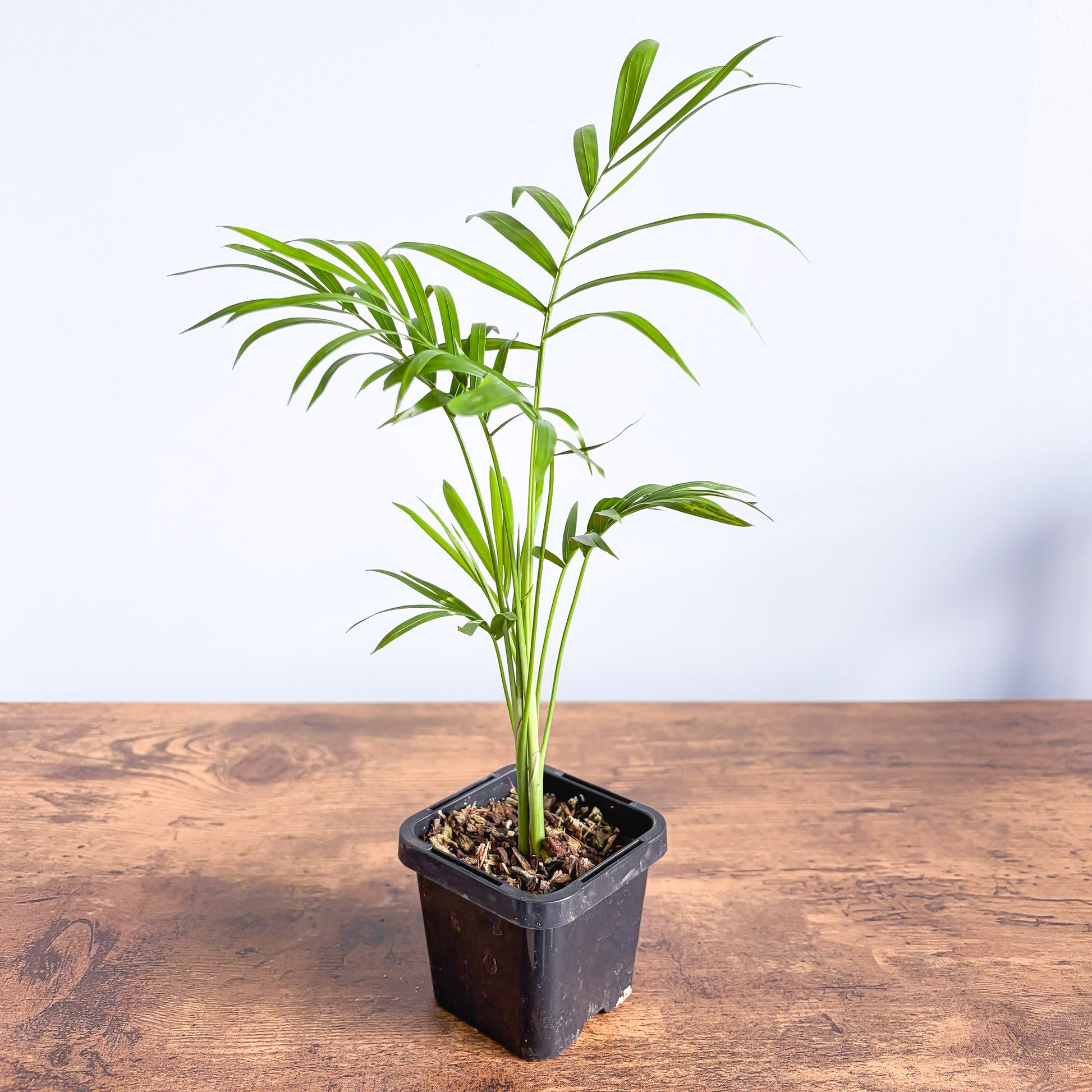 small parlor palm Chamaedorea Elegans Parlour Palm – The Plant Boys