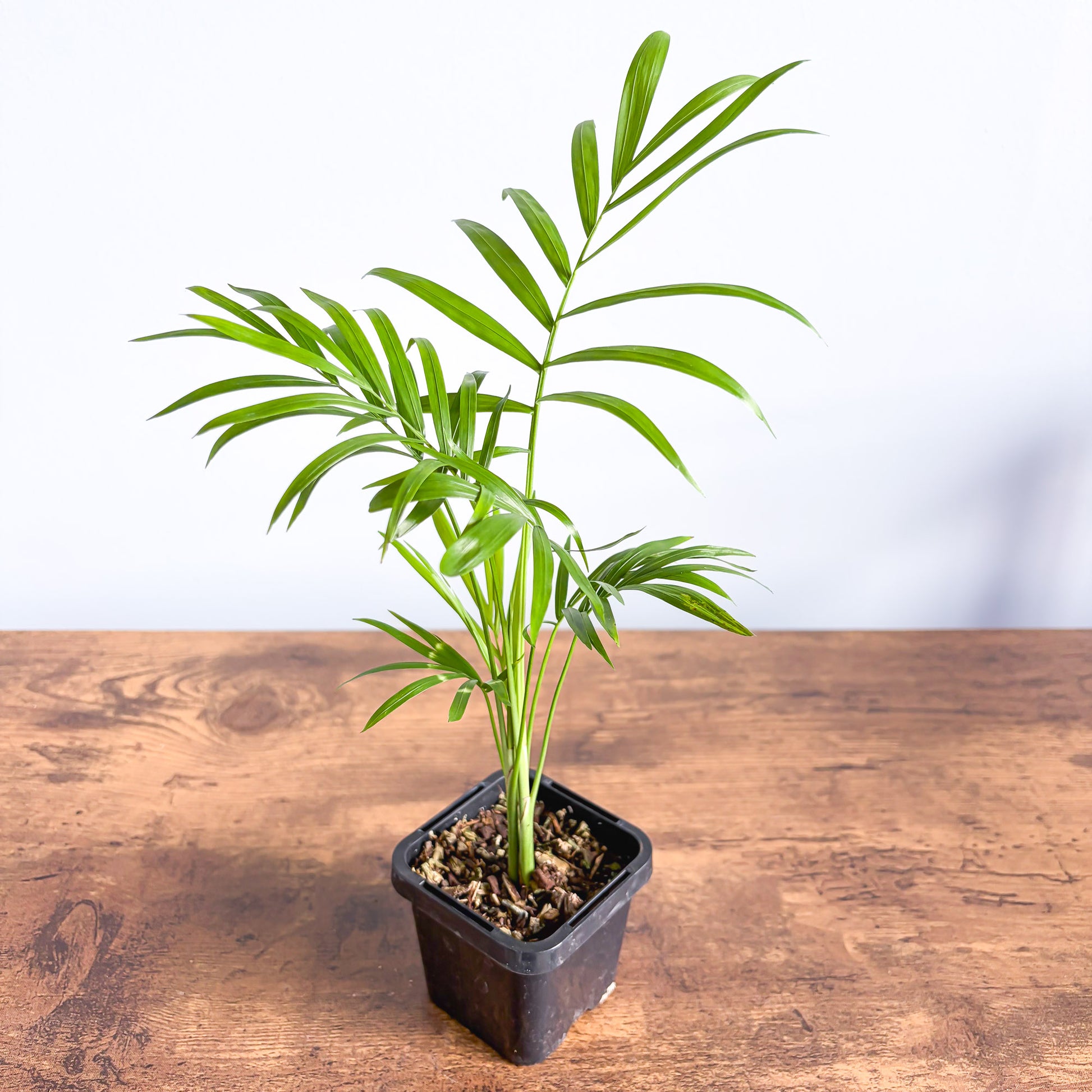 Chamaedorea Elegans Parlour Palm | The Plant Boys