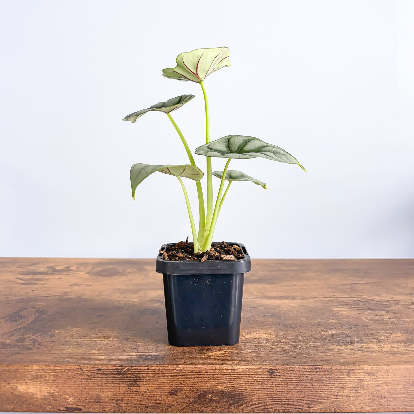 Alocasia Silver Dragon | The Plant Boys