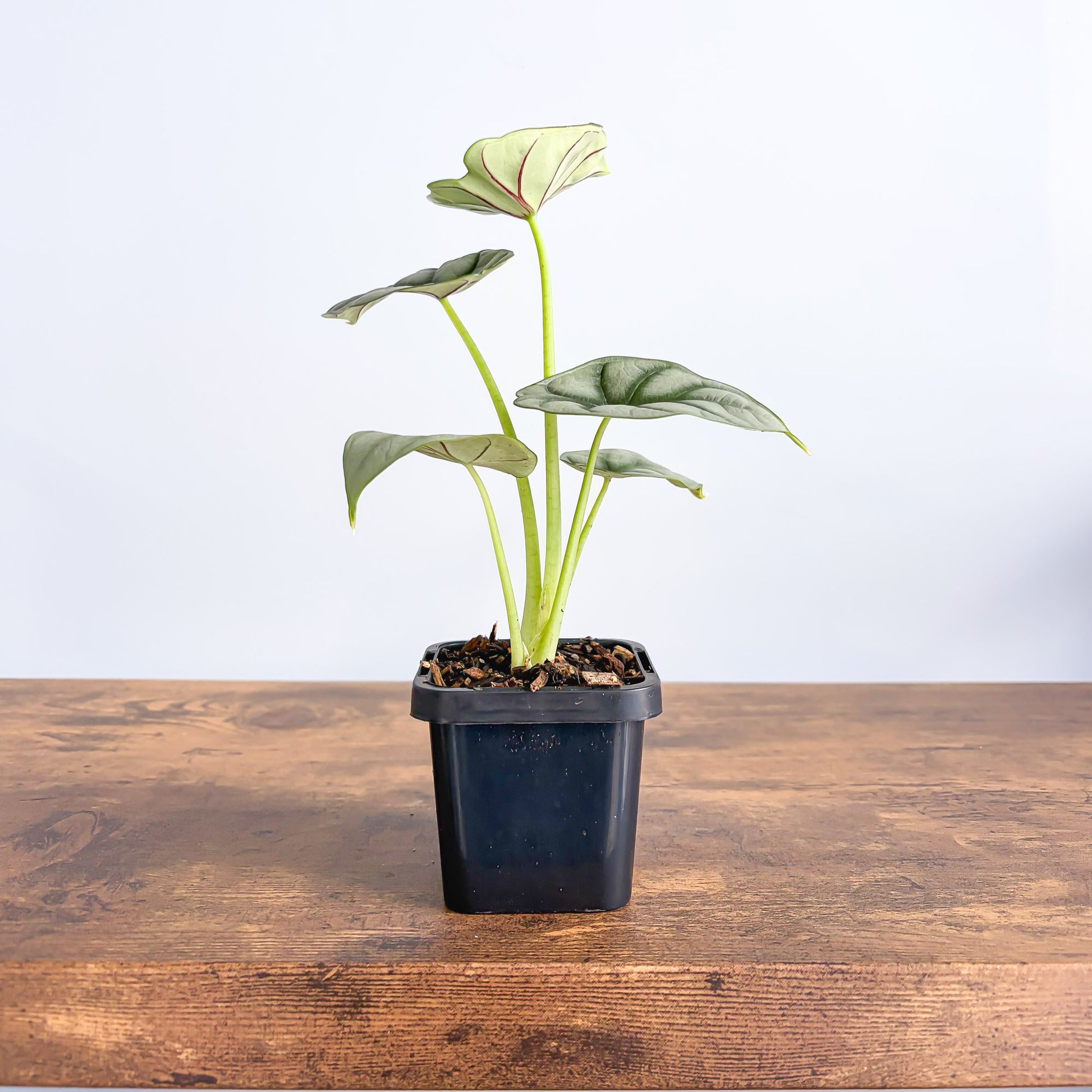 Alocasia Silver Dragon | The Plant Boys