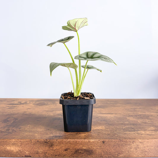 Alocasia Silver Dragon | The Plant Boys