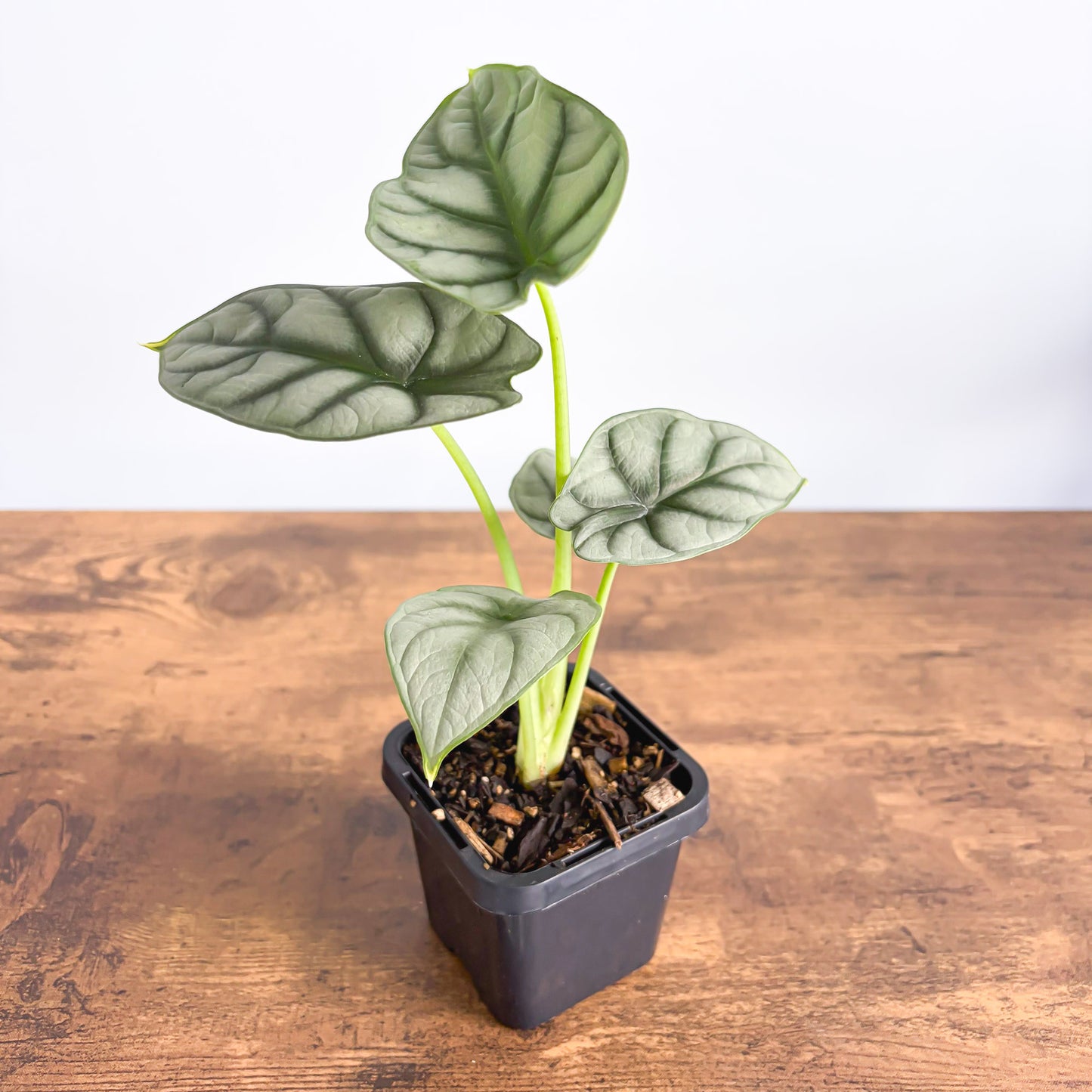Alocasia Silver Dragon | The Plant Boys