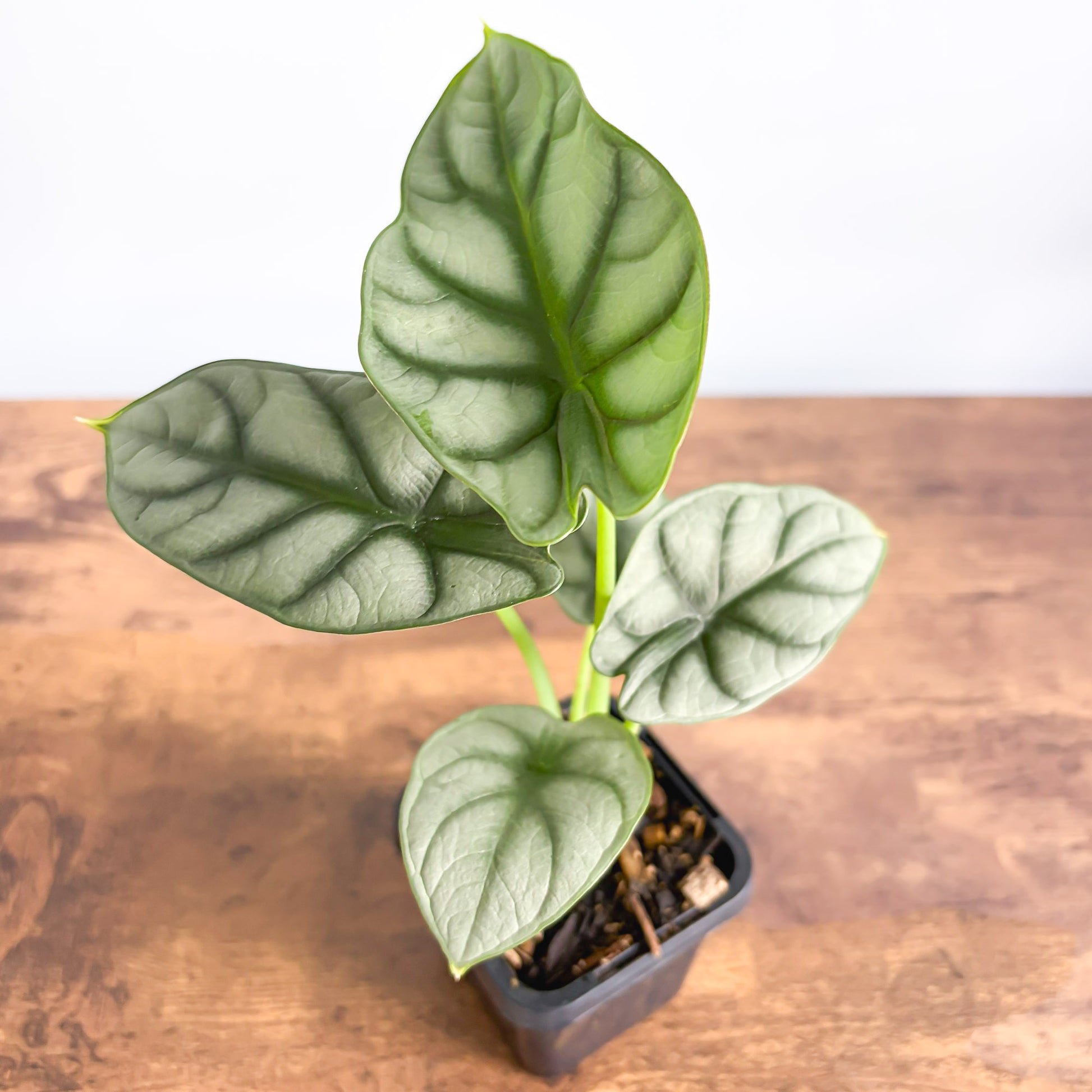 silver dragon house plant Alocasia Silver Dragon – The Plant Boys