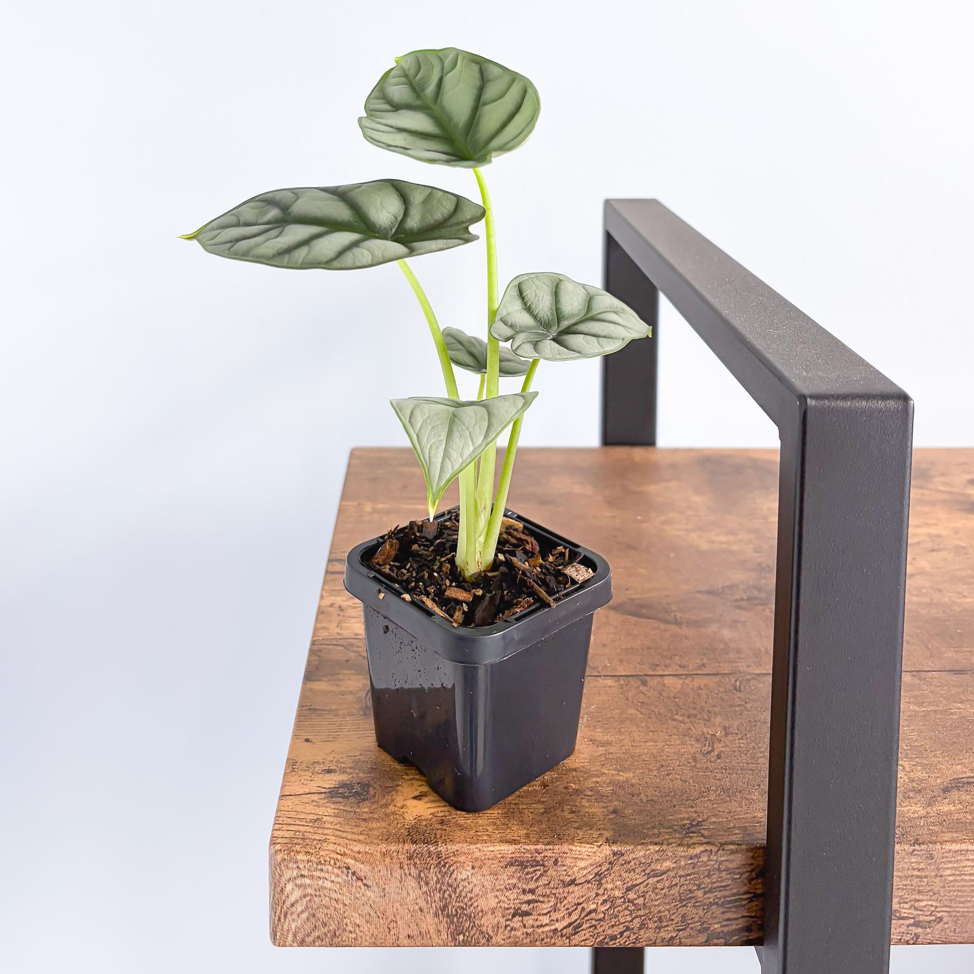 Alocasia Silver Dragon | The Plant Boys