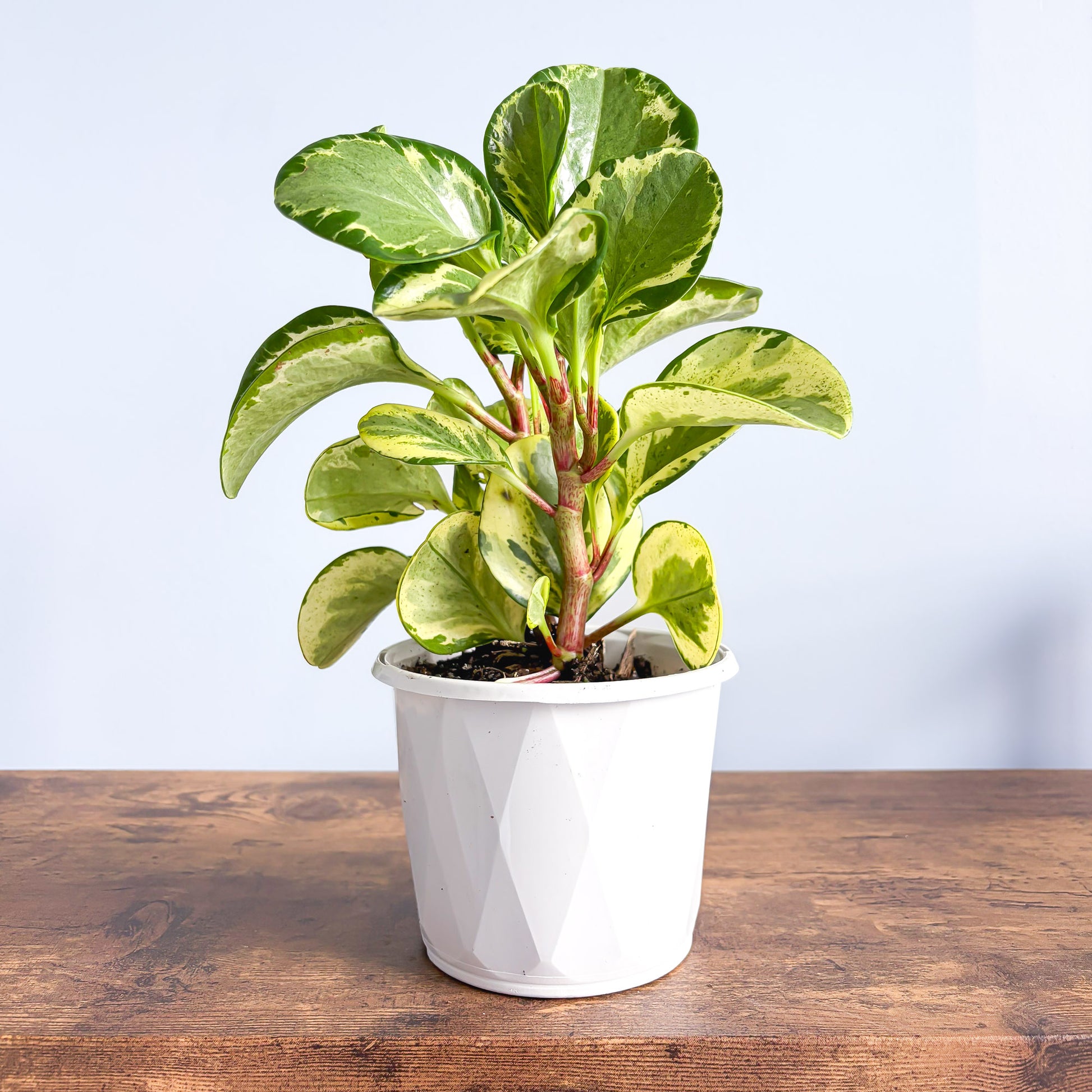 Peperomia Obtusifolia Marble | The Plant Boys
