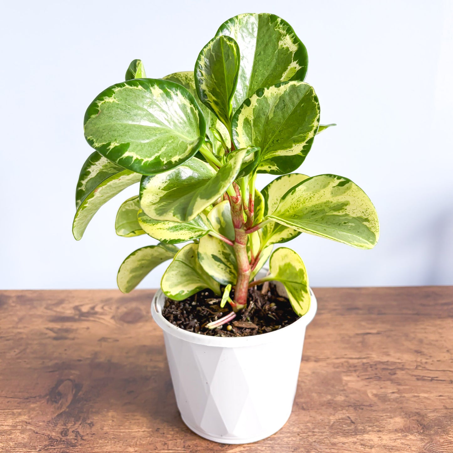 Peperomia Obtusifolia Marble | The Plant Boys