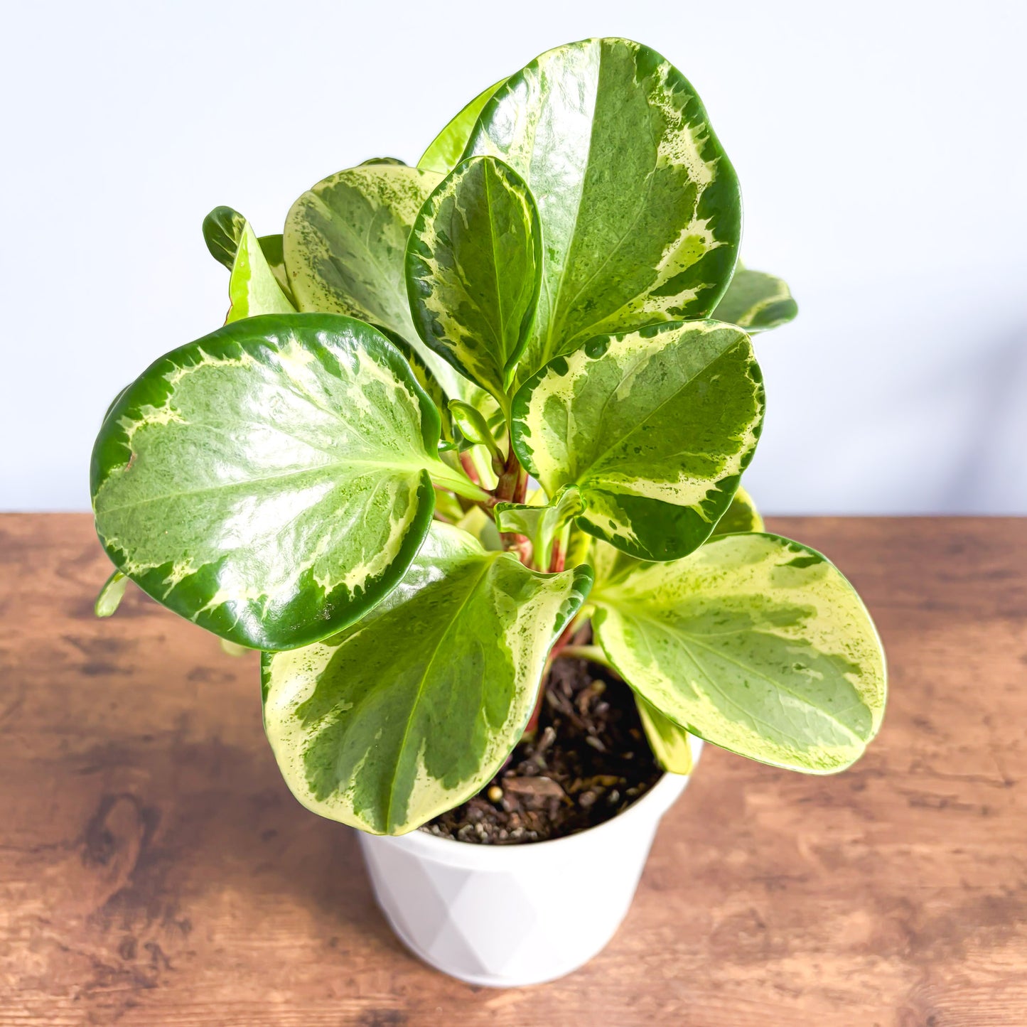 Peperomia Obtusifolia Marble | The Plant Boys