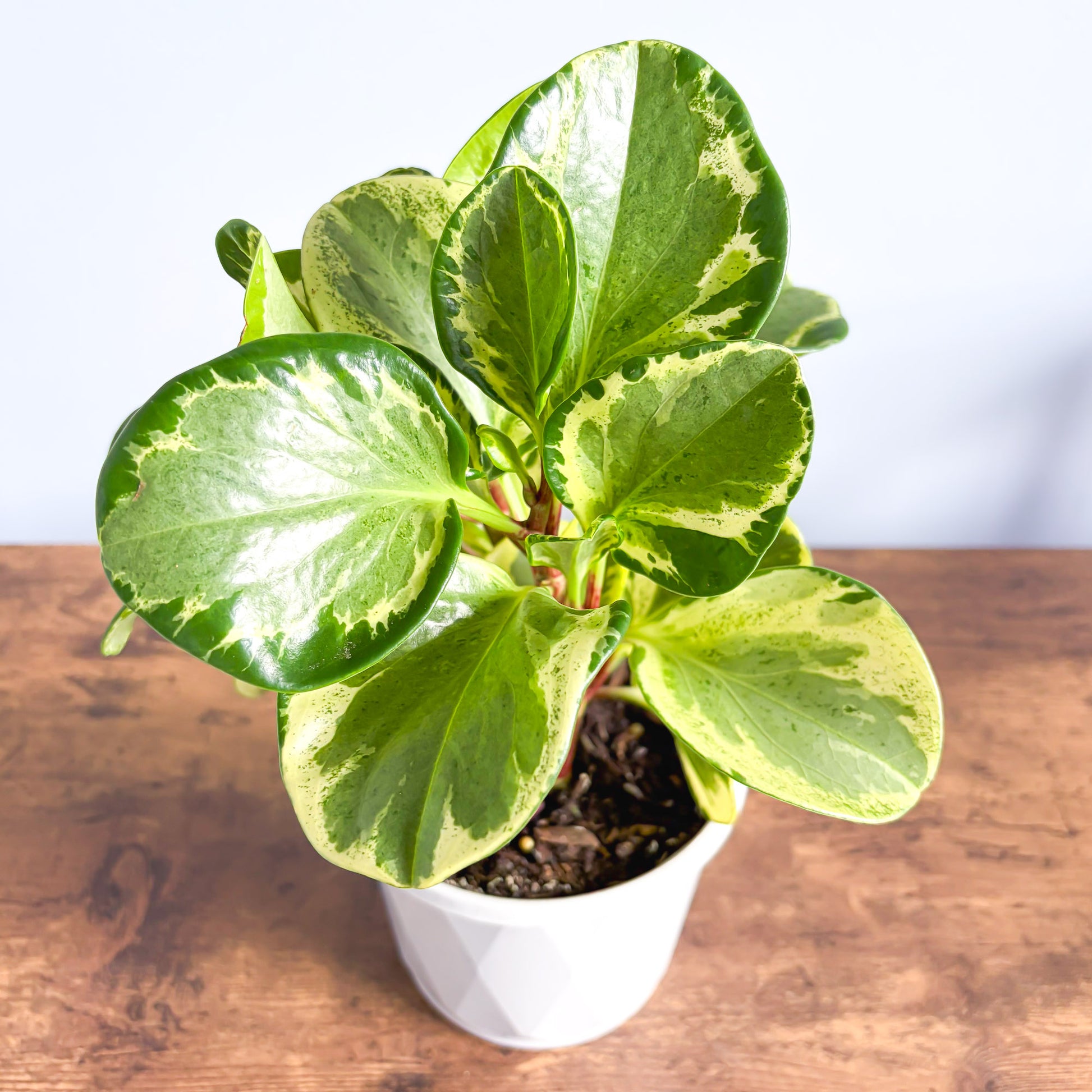 Peperomia Obtusifolia Marble | The Plant Boys