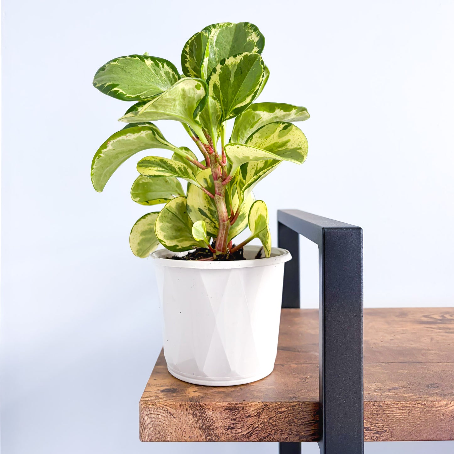 Peperomia Obtusifolia Marble | The Plant Boys