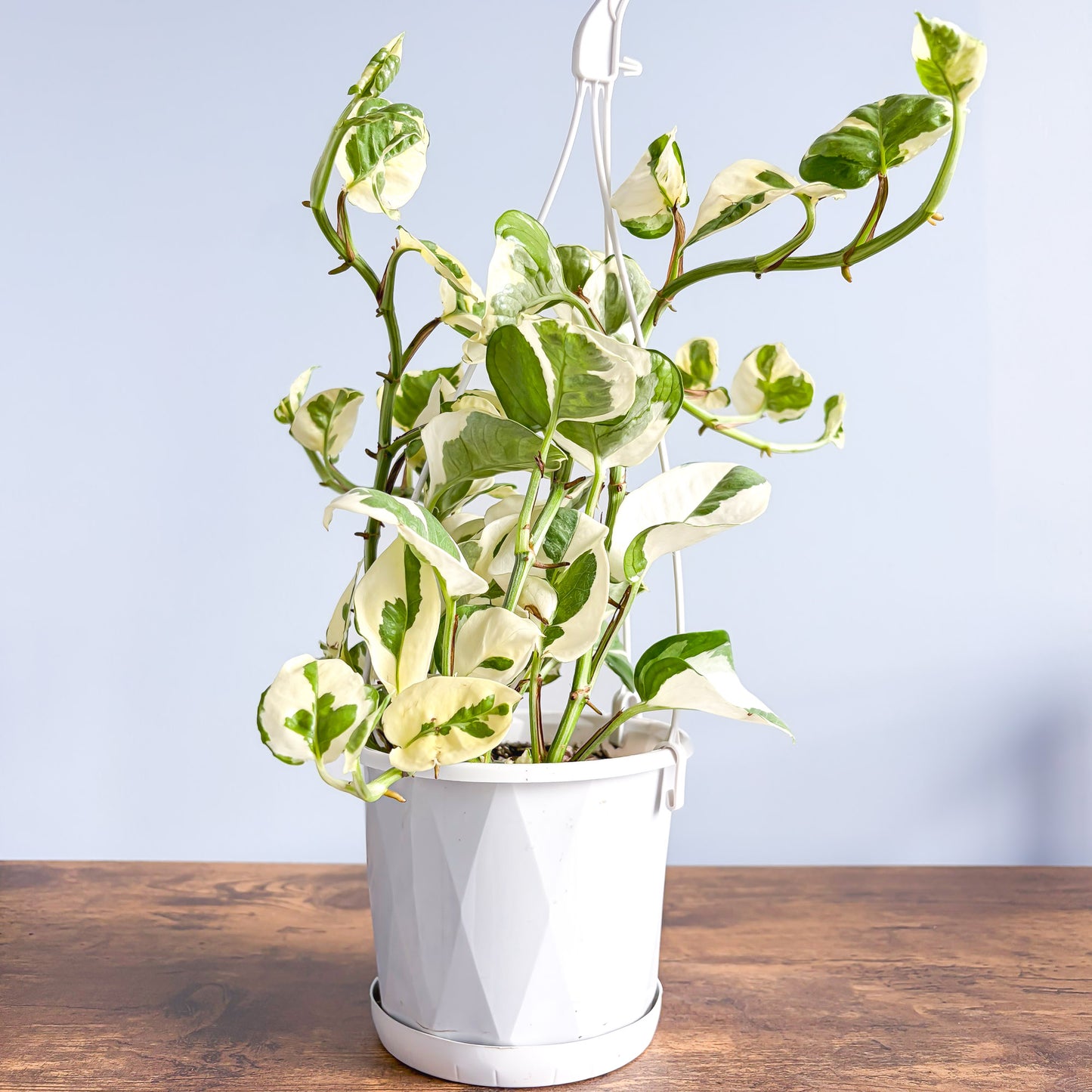 Pothos N'Joy | The Plant Boys