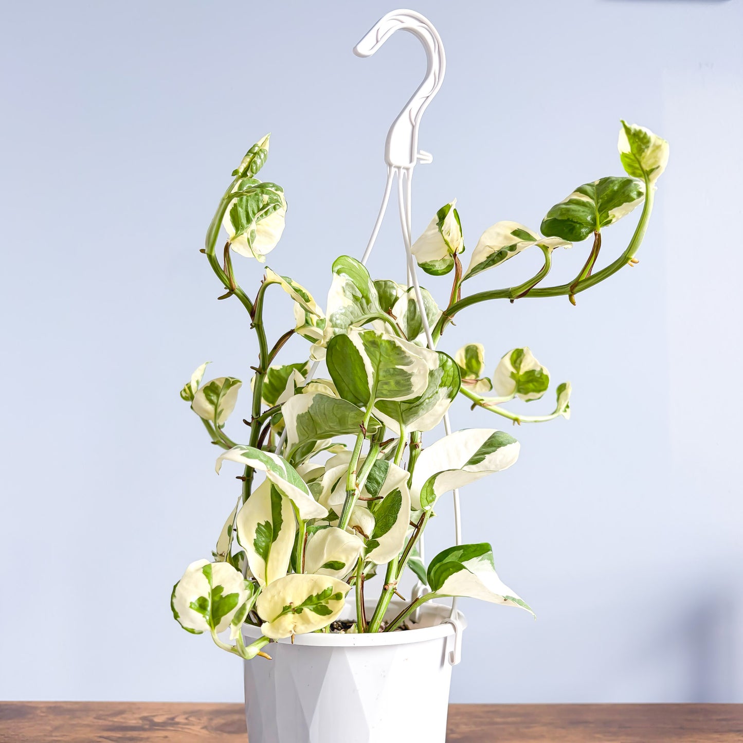 Pothos N'Joy | The Plant Boys