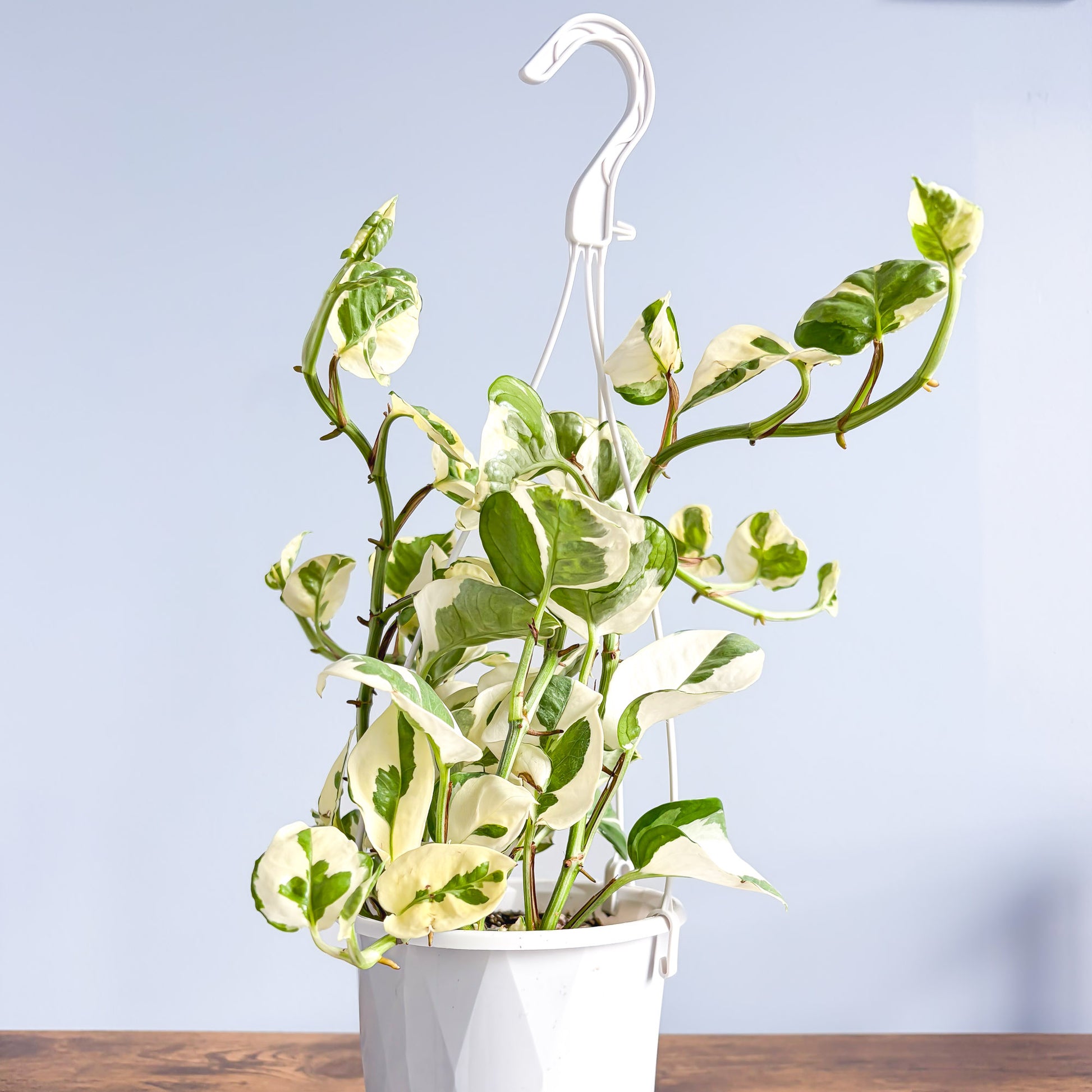 Pothos N'Joy | The Plant Boys