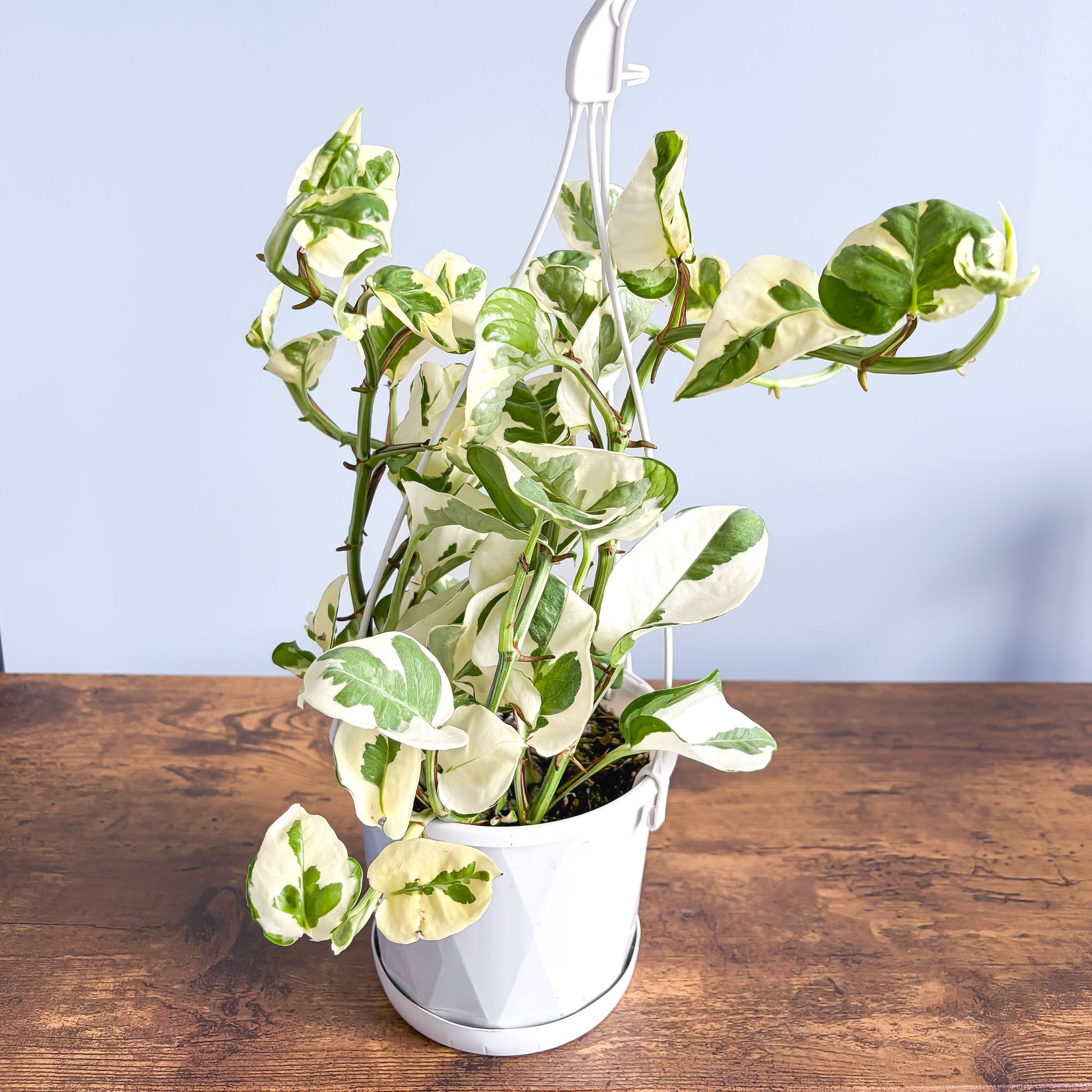 pothos n Pothos N'Joy – The Plant Boys