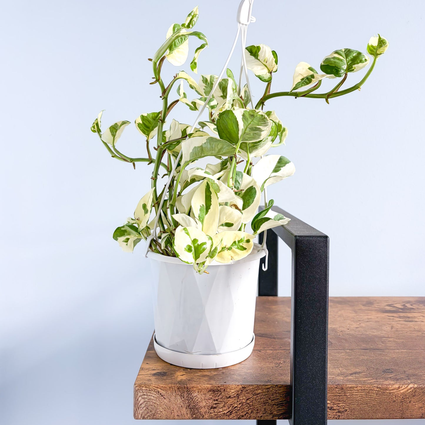 Pothos N'Joy | The Plant Boys