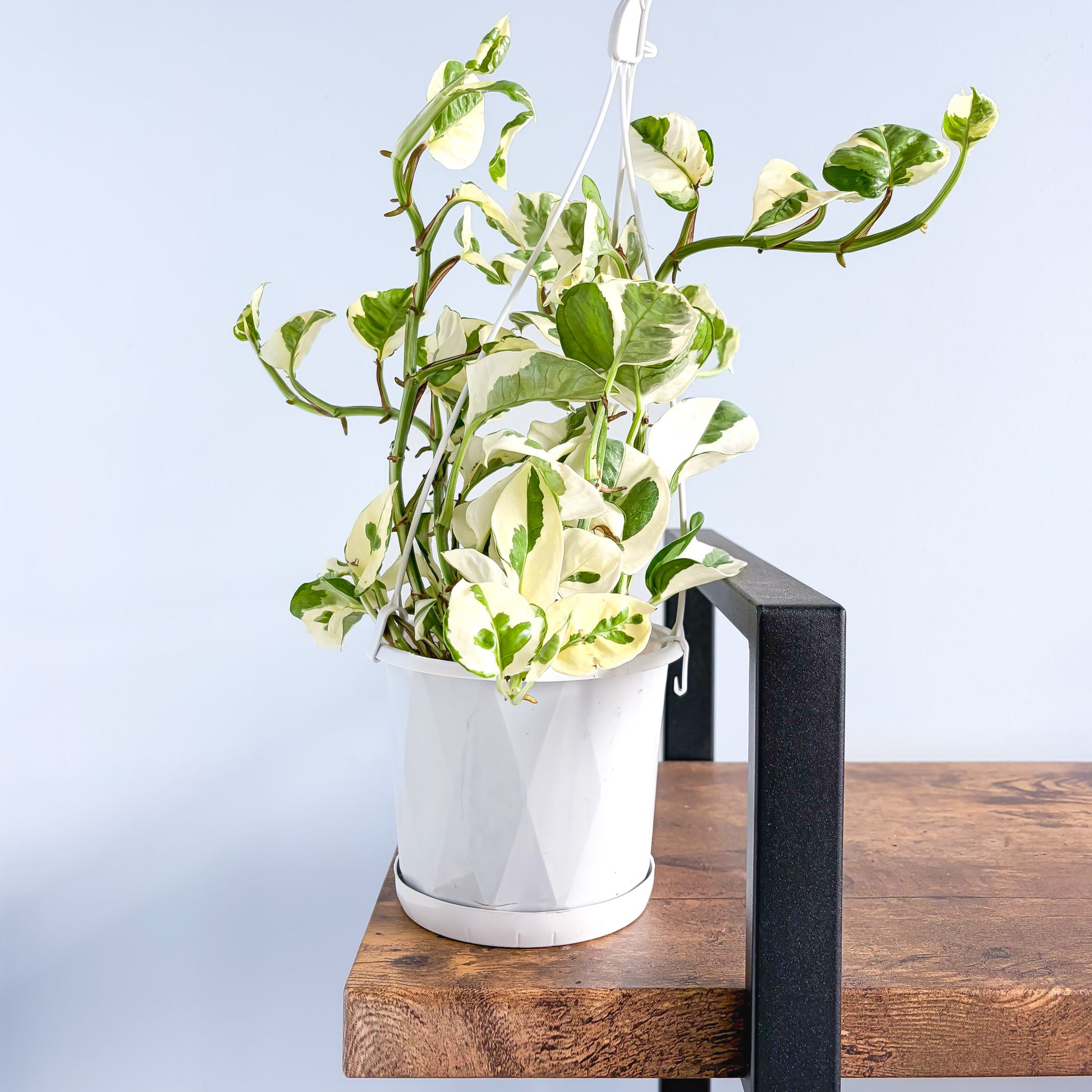 Pothos N'Joy | The Plant Boys