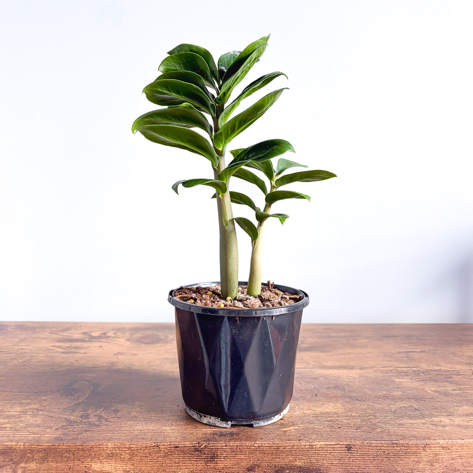 Zanzibar Zenzii | The Plant Boys